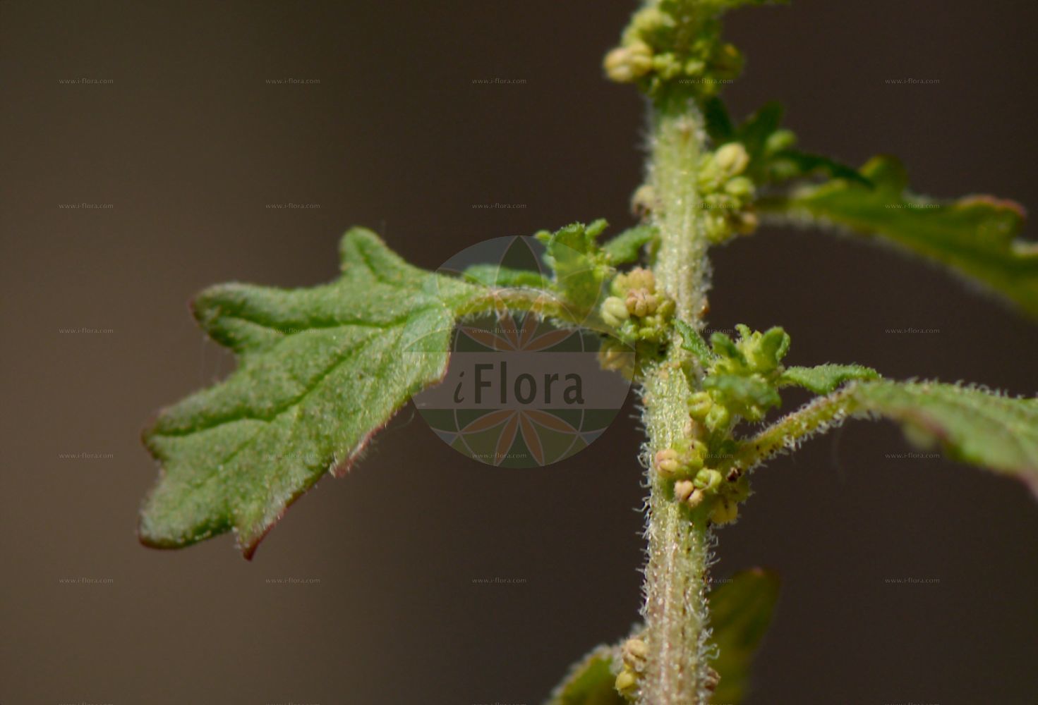 Foto von Dysphania pumilio (Australischer Drüsengänsefuß - Clammy Goosefoot). Das Bild zeigt Blatt und Bluete. Das Foto wurde in Mannheim, Baden-Württemberg, Deutschland, Oberrheinisches Tiefland und Rhein-Main-Ebene aufgenommen. ---- Photo of Dysphania pumilio (Australischer Drüsengänsefuß - Clammy Goosefoot). The image is showing leaf and flower. The picture was taken in Mannheim, Baden-Wuerttemberg, Germany, Oberrheinisches Tiefland and Rhein-Main-Ebene.(Dysphania pumilio,Australischer Drüsengänsefuß,Clammy Goosefoot,Chenopodium pumilio,Dysphania pumilio,Australischer Druesengaensefuss,Australischer Gaensefuss,Clammy Goosefoot,Keeled Goosefoot,Creeping Goosefoot,Small Crumbweed,Tasmanian Goosefoot,Dysphania,Drüsengänsefuß,Goosefoot,Amaranthaceae,Fuchsschwanzgewächse,Pigweed family,Blatt,Bluete,leaf,flower)