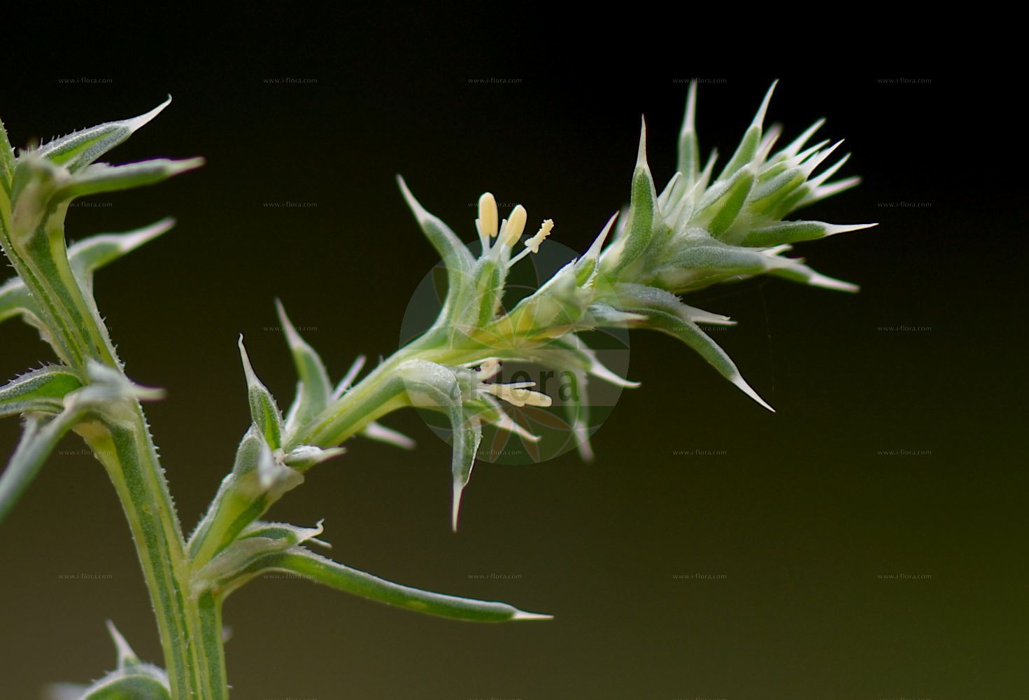 Foto von Salsola tragus (Ungarisches Salzkraut - Spineless Saltwort). Das Bild zeigt Blatt und Bluete. Das Foto wurde in Griesheimer Düne, Darmstadt, Hessen, Deutschland, Oberrheinisches Tiefland und Rhein-Main-Ebene aufgenommen. ---- Photo of Salsola tragus (Ungarisches Salzkraut - Spineless Saltwort). The image is showing leaf and flower. The picture was taken in Griesheimer dune, Darmstadt, Hesse, Germany, Oberrheinisches Tiefland and Rhein-Main-Ebene.(Salsola tragus,Ungarisches Salzkraut,Spineless Saltwort,Kali tragus,Salsola aptera,Salsola tragus,Ungarisches Salzkraut,Spineless Saltwort,Common Saltwort,Salsola,Salzkraut,Russian Thistle,Amaranthaceae,Fuchsschwanzgewächse,Pigweed family,Blatt,Bluete,leaf,flower)