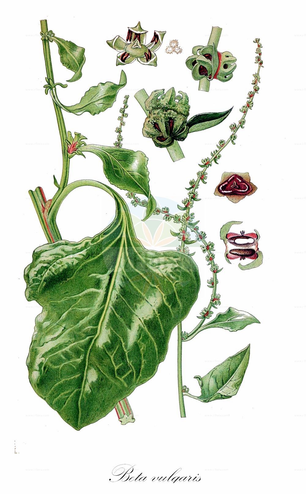 Historische Abbildung von Beta vulgaris subsp. maritima (Wild-Rübe - Sea Beet). Das Bild zeigt Blatt, Bluete, Frucht und Same. ---- Historical Drawing of Beta vulgaris subsp. maritima (Wild-Rübe - Sea Beet). The image is showing leaf, flower, fruit and seed.(Beta vulgaris subsp. maritima,Wild-Rübe,Sea Beet,Beta vulgaris subsp. provulgaris,Wild-Ruebe,Wilde Runkelruebe,Sea Beet,Beta,Rübe,Beet,Amaranthaceae,Fuchsschwanzgewächse,Pigweed family,Blatt,Bluete,Frucht,Same,leaf,flower,fruit,seed,Lindman (1901-1905))