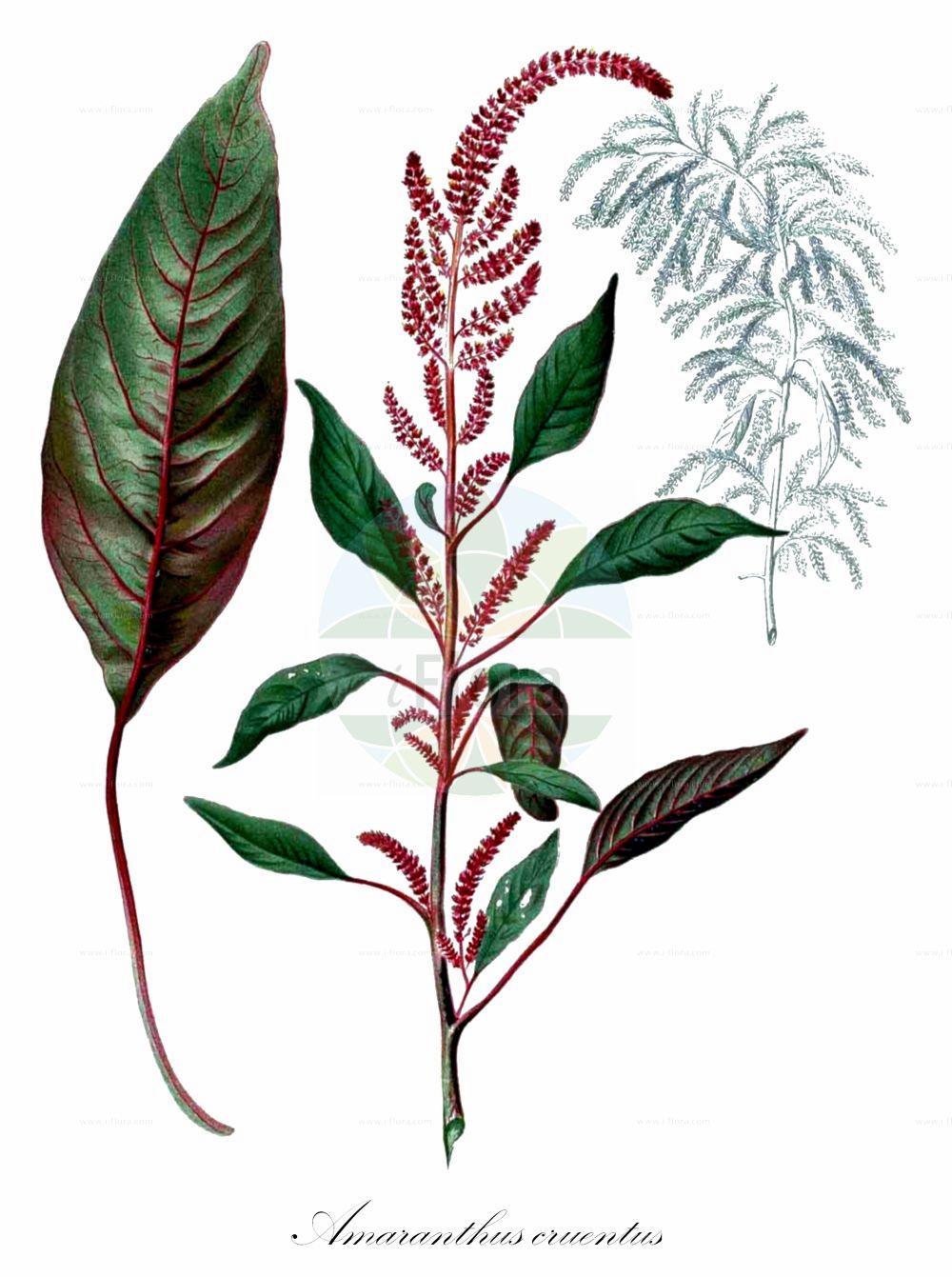 Historische Abbildung von Amaranthus cruentus. Das Bild zeigt Blatt, Bluete, Frucht und Same. ---- Historical Drawing of Amaranthus cruentus. The image is showing leaf, flower, fruit and seed.(Amaranthus cruentus,Amaranthus cruentus,Amaranthus paniculatus,Amaranthus paniculatus var. cruentus,Amaranthus,Fuchsschwanz,Pigweed,Amaranthaceae,Fuchsschwanzgewächse,Pigweed family,Blatt,Bluete,Frucht,Same,leaf,flower,fruit,seed,Blanco (1837f))