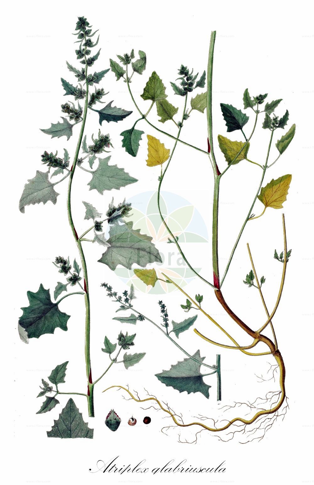 Historische Abbildung von Atriplex glabriuscula (Kahle Melde - Babington's Orache). Das Bild zeigt Blatt, Bluete, Frucht und Same. ---- Historical Drawing of Atriplex glabriuscula (Kahle Melde - Babington's Orache). The image is showing leaf, flower, fruit and seed.(Atriplex glabriuscula,Kahle Melde,Babington's Orache,Atriplex babingtonii,Atriplex glabriuscula,Kahle Melde,Babington's Orache,Scotland Orache,Atriplex,Melde,Saltbush,Amaranthaceae,Fuchsschwanzgewächse,Pigweed family,Blatt,Bluete,Frucht,Same,leaf,flower,fruit,seed,Oeder (1761-1883))