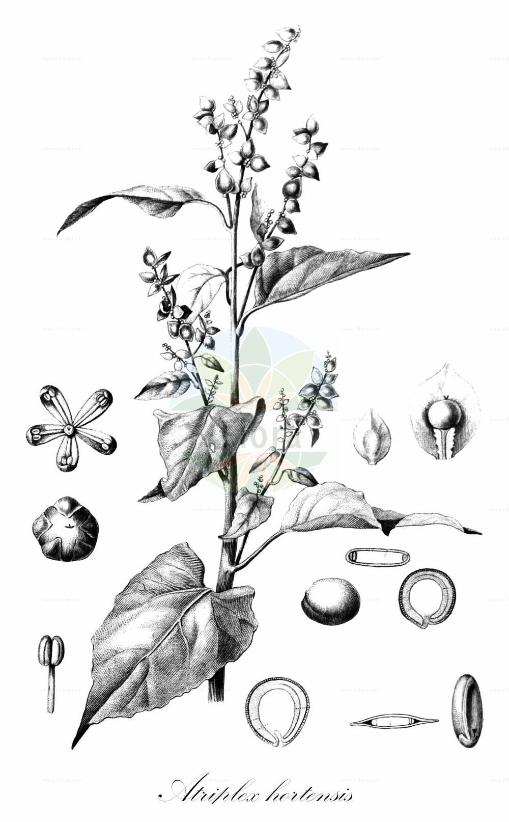 Historische Abbildung von Atriplex hortensis (Garten-Melde - Garden Orache). Das Bild zeigt Blatt, Bluete, Frucht und Same. ---- Historical Drawing of Atriplex hortensis (Garten-Melde - Garden Orache). The image is showing leaf, flower, fruit and seed.(Atriplex hortensis,Garten-Melde,Garden Orache,Atriplex hortensis,Atriplex microtheca,Garten-Melde,Garden Orache,Atriplex,Melde,Saltbush,Amaranthaceae,Fuchsschwanzgewächse,Pigweed family,Blatt,Bluete,Frucht,Same,leaf,flower,fruit,seed,Spach (1834-1847))