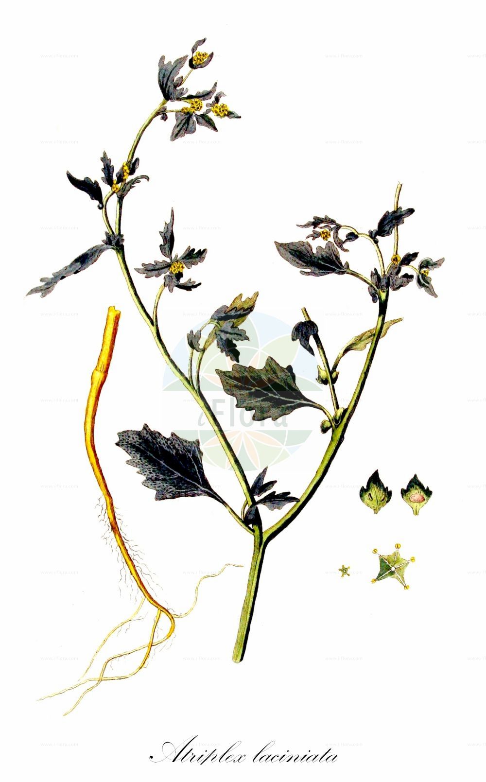 Historische Abbildung von Atriplex laciniata (Gelappte Melde - Frosted Orache). Das Bild zeigt Blatt, Bluete, Frucht und Same. ---- Historical Drawing of Atriplex laciniata (Gelappte Melde - Frosted Orache). The image is showing leaf, flower, fruit and seed.(Atriplex laciniata,Gelappte Melde,Frosted Orache,Atriplex arenaria,Atriplex laciniata,Atriplex maritima,Atriplex sabulosa,Gelappte Melde,Frosted Orache,Atriplex,Melde,Saltbush,Amaranthaceae,Fuchsschwanzgewächse,Pigweed family,Blatt,Bluete,Frucht,Same,leaf,flower,fruit,seed,Kops (1800-1934))