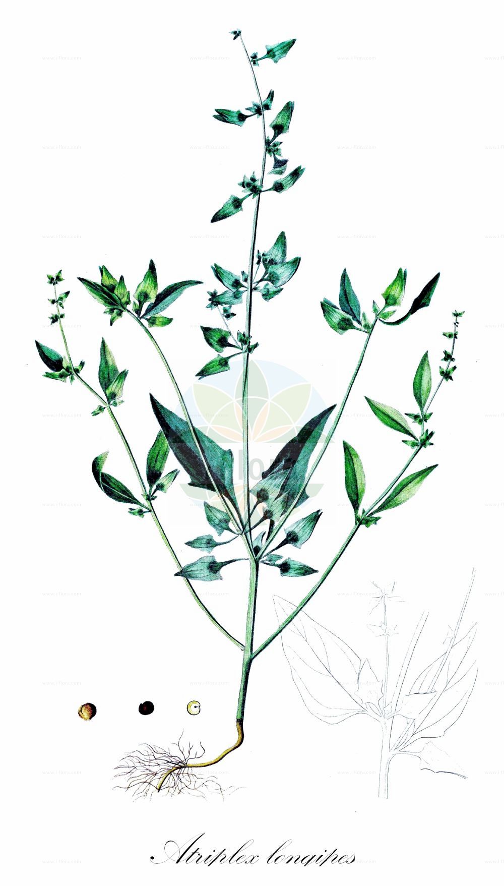 Historische Abbildung von Atriplex longipes (Stiel-Melde - Long-stalked Orache). Das Bild zeigt Blatt, Bluete, Frucht und Same. ---- Historical Drawing of Atriplex longipes (Stiel-Melde - Long-stalked Orache). The image is showing leaf, flower, fruit and seed.(Atriplex longipes,Stiel-Melde,Long-stalked Orache,Atriplex longipes,Stiel-Melde,Gestieltfruechtige Melde,Long-stalked Orache,Atriplex,Melde,Saltbush,Amaranthaceae,Fuchsschwanzgewächse,Pigweed family,Blatt,Bluete,Frucht,Same,leaf,flower,fruit,seed,Oeder (1761-1883))