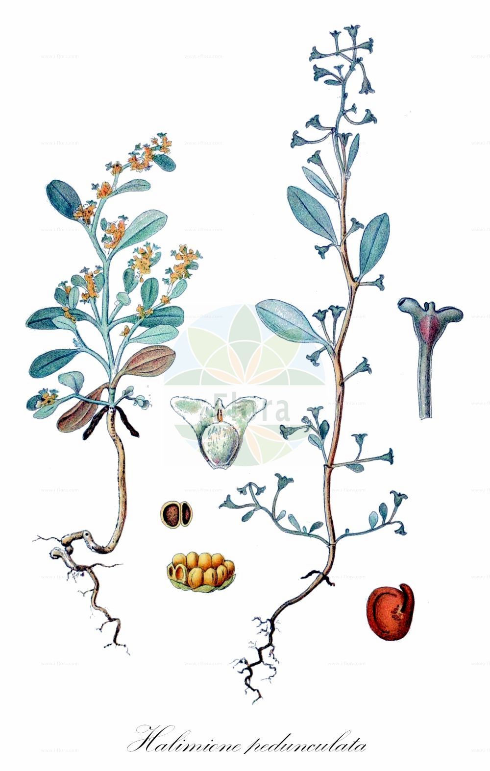 Historische Abbildung von Halimione pedunculata (Gestielte Keilmelde - Pedunculate Sea-purslane). Das Bild zeigt Blatt, Bluete, Frucht und Same. ---- Historical Drawing of Halimione pedunculata (Gestielte Keilmelde - Pedunculate Sea-purslane). The image is showing leaf, flower, fruit and seed.(Halimione pedunculata,Gestielte Keilmelde,Pedunculate Sea-purslane,Atriplex pedunculata,Halimione pedunculata,Obione pedunculata,Gestielte Keilmelde,Stielfruechtige Keilmelde,Stielfruechtige Salzmelde,Pedunculate Sea-purslane,Stalked Orache,Halimione,Keilmelde,Amaranthaceae,Fuchsschwanzgewächse,Pigweed family,Blatt,Bluete,Frucht,Same,leaf,flower,fruit,seed,Lindman (1901-1905))
