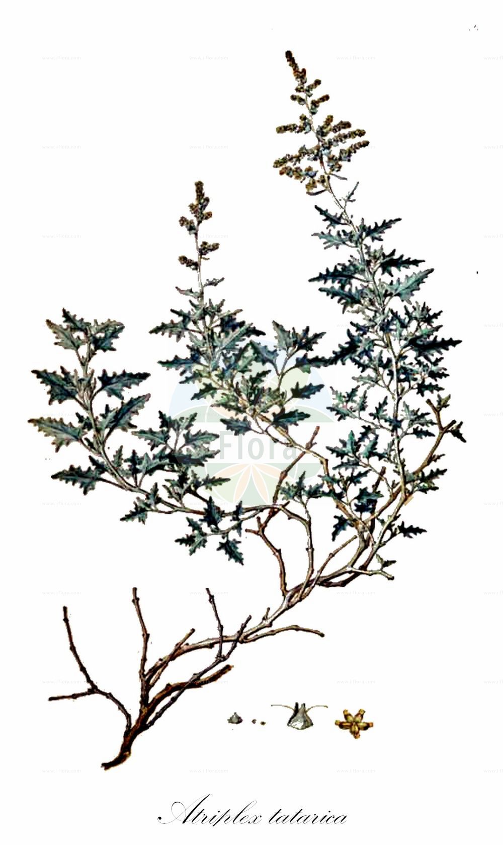 Historische Abbildung von Atriplex tatarica (Tataren-Melde - Tatarian Orache). Das Bild zeigt Blatt, Bluete, Frucht und Same. ---- Historical Drawing of Atriplex tatarica (Tataren-Melde - Tatarian Orache). The image is showing leaf, flower, fruit and seed.(Atriplex tatarica,Tataren-Melde,Tatarian Orache,Atriplex diffusa,Atriplex graeca,Atriplex laciniata,Atriplex olivieri,Atriplex tatarica,Atriplex veneta,Tataren-Melde,Tatarische Melde,Tatarian Orache,Tartar Orache,Atriplex,Melde,Saltbush,Amaranthaceae,Fuchsschwanzgewächse,Pigweed family,Blatt,Bluete,Frucht,Same,leaf,flower,fruit,seed)