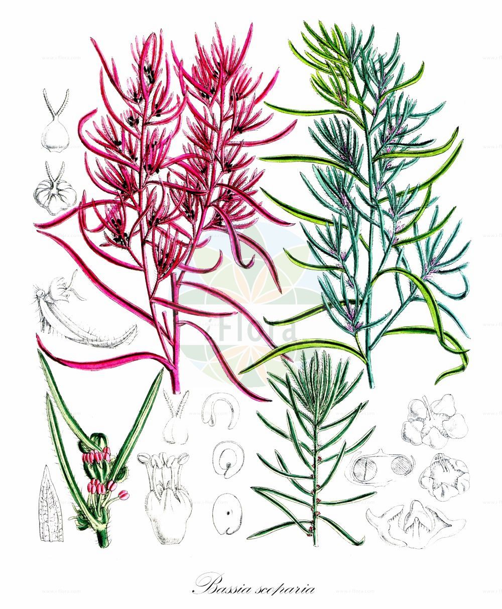 Historische Abbildung von Bassia scoparia (Besen-Radmelde - Summer-cypress). Das Bild zeigt Blatt, Bluete, Frucht und Same. ---- Historical Drawing of Bassia scoparia (Besen-Radmelde - Summer-cypress). The image is showing leaf, flower, fruit and seed.(Bassia scoparia,Besen-Radmelde,Summer-cypress,Bassia scoparia,Bassia sicorica,Chenopodium scoparium,Kochia densiflora,Kochia scoparia,Kochia sicorica,Kochia sieversiana,Suaeda sieversiana,Besen-Radmelde,Gewoehnliche Besen-Radmelde,Summer-cypress,Burningbush,Bassia,Dornmelde,Smotherweed,Amaranthaceae,Fuchsschwanzgewächse,Pigweed family,Blatt,Bluete,Frucht,Same,leaf,flower,fruit,seed)