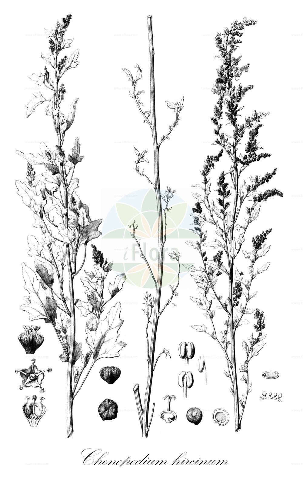 Historische Abbildung von Chenopodium hircinum. Das Bild zeigt Blatt, Bluete, Frucht und Same. ---- Historical Drawing of Chenopodium hircinum. The image is showing leaf, flower, fruit and seed.(Chenopodium hircinum,Chenopodium hircinum,Chenopodium,Gänsefuß,Goosefoot,Amaranthaceae,Fuchsschwanzgewächse,Pigweed family,Blatt,Bluete,Frucht,Same,leaf,flower,fruit,seed,von Martius et al. (1840-1904))