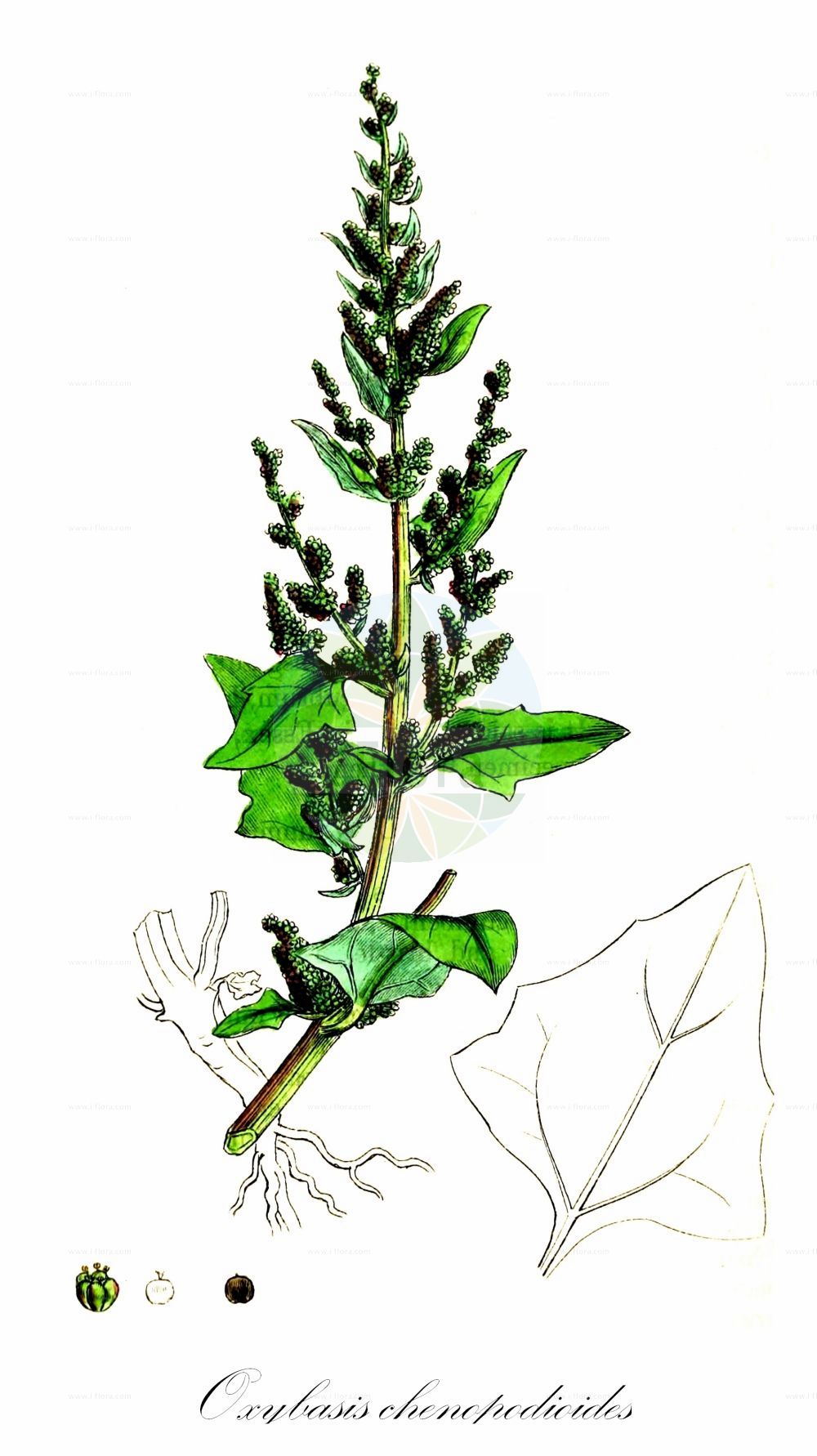 Historische Abbildung von Oxybasis chenopodioides (Dickblättriger Gänsefuß - Saltmarsh Goosefoot). Das Bild zeigt Blatt, Bluete, Frucht und Same. ---- Historical Drawing of Oxybasis chenopodioides (Dickblättriger Gänsefuß - Saltmarsh Goosefoot). The image is showing leaf, flower, fruit and seed.(Oxybasis chenopodioides,Dickblättriger Gänsefuß,Saltmarsh Goosefoot,Blitum chenopodioides,Chenopodium botryodes,Chenopodium chenopodioides,Chenopodium crassifolium,Oxybasis chenopodioides,Dickblaettriger Gaensefuss,Dickblatt-Gaensefuss,Saltmarsh Goosefoot,Low Goosefoot,Sea Goosefoot,Oxybasis,Amaranthaceae,Fuchsschwanzgewächse,Pigweed family,Blatt,Bluete,Frucht,Same,leaf,flower,fruit,seed,Sowerby (1790-1813))