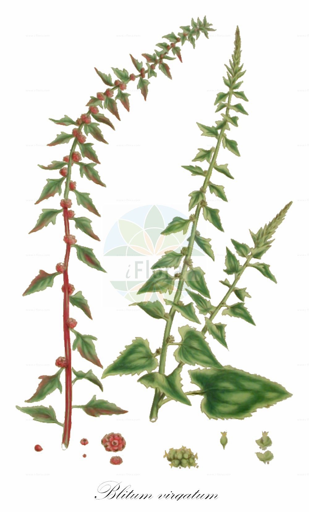 Historische Abbildung von Blitum virgatum (Echter Erdbeerspinat - Strawberry Goosefoot). Das Bild zeigt Blatt, Bluete, Frucht und Same. ---- Historical Drawing of Blitum virgatum (Echter Erdbeerspinat - Strawberry Goosefoot). The image is showing leaf, flower, fruit and seed.(Blitum virgatum,Echter Erdbeerspinat,Strawberry Goosefoot,Blitum virgatum,Chenopodium foliosum,Chenopodium virgatum,Morocarpus foliosus,Echter Erdbeerspinat,Durchblaetterter Gaensefuss,Strawberry Goosefoot,Strawberry Blite,Leafy Goosefoot,Blitum,Amaranthaceae,Fuchsschwanzgewächse,Pigweed family,Blatt,Bluete,Frucht,Same,leaf,flower,fruit,seed,Miller (1770-1777))