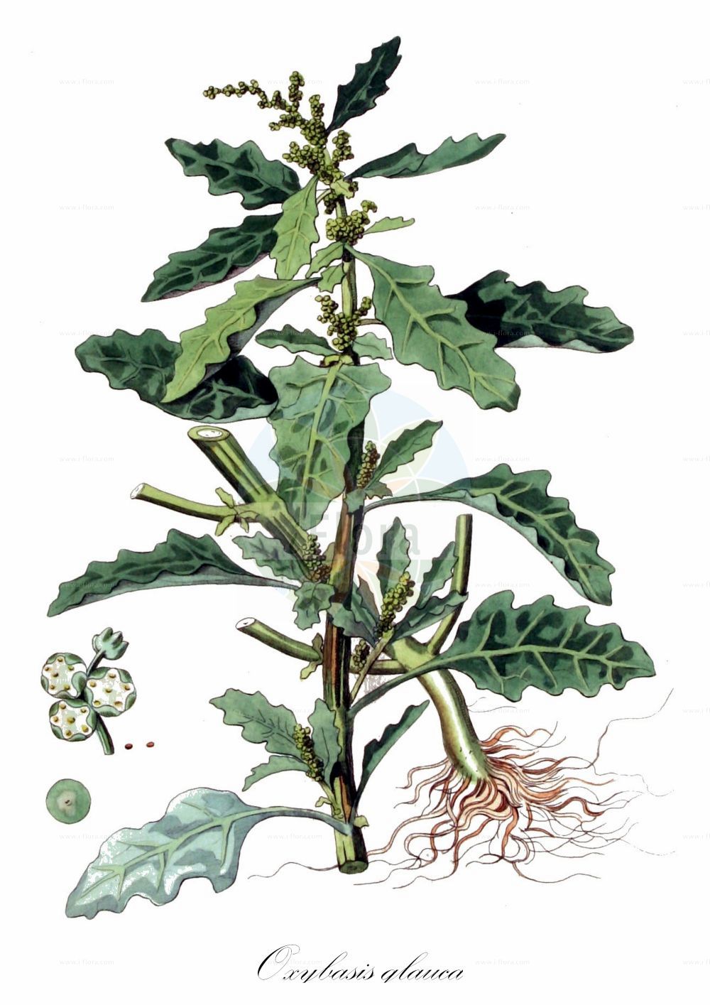 Historische Abbildung von Oxybasis glauca (Graugrüner Gänsefuß - Oak-leaved Goosefoot). Das Bild zeigt Blatt, Bluete, Frucht und Same. ---- Historical Drawing of Oxybasis glauca (Graugrüner Gänsefuß - Oak-leaved Goosefoot). The image is showing leaf, flower, fruit and seed.(Oxybasis glauca,Graugrüner Gänsefuß,Oak-leaved Goosefoot,Chenopodium glaucum,Chenopodium wolffii,Oxybasis glauca,Graugruener Gaensefuss,Grauer Gaensefuss,Oak-leaved Goosefoot,Glaucous Goosefoot,Oak-leaf Goosefoot,Oxybasis,Amaranthaceae,Fuchsschwanzgewächse,Pigweed family,Blatt,Bluete,Frucht,Same,leaf,flower,fruit,seed,Kops (1800-1934))
