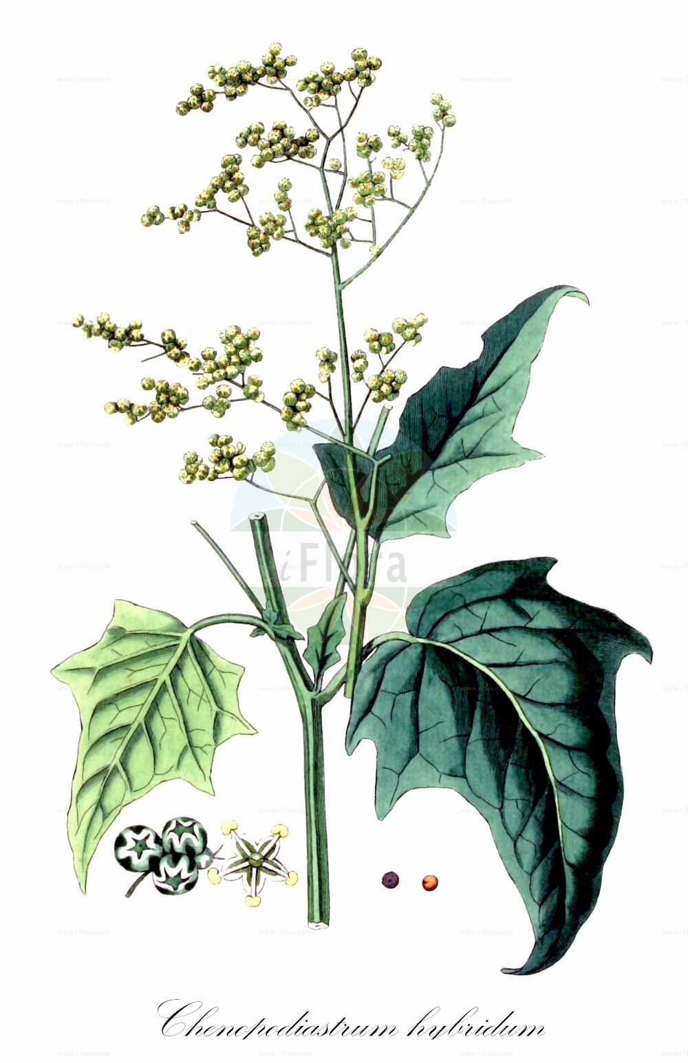 Historische Abbildung von Chenopodiastrum hybridum (Breitblättriger Gänsefuß - Maple-leaved Goosefoot). Das Bild zeigt Blatt, Bluete, Frucht und Same. ---- Historical Drawing of Chenopodiastrum hybridum (Breitblättriger Gänsefuß - Maple-leaved Goosefoot). The image is showing leaf, flower, fruit and seed.(Chenopodiastrum hybridum,Breitblättriger Gänsefuß,Maple-leaved Goosefoot,Chenopodiastrum hybridum,Chenopodium angulosum,Chenopodium hybridum,Breitblaettriger Gaensefuss,Bastard-Gaensefuss,Sautod-Gaensefuss,Stechapfelblaettriger Gaensefuss,Maple-leaved Goosefoot,Bigseed Goosefoot,Maple-leaf Goosefoot,Sowbane,Chenopodiastrum,Amaranthaceae,Fuchsschwanzgewächse,Pigweed family,Blatt,Bluete,Frucht,Same,leaf,flower,fruit,seed,Kops (1800-1934))