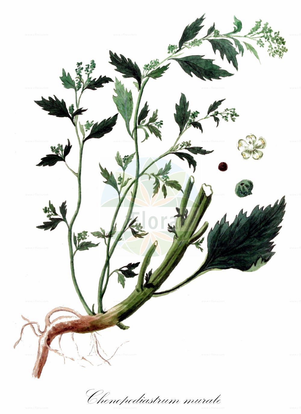 Historische Abbildung von Chenopodiastrum murale (Mauer-Gänsefuß - Nettle-leaved Goosefoot). Das Bild zeigt Blatt, Bluete, Frucht und Same. ---- Historical Drawing of Chenopodiastrum murale (Mauer-Gänsefuß - Nettle-leaved Goosefoot). The image is showing leaf, flower, fruit and seed.(Chenopodiastrum murale,Mauer-Gänsefuß,Nettle-leaved Goosefoot,Chenopodiastrum murale,Chenopodium murale,Mauer-Gaensefuss,Nettle-leaved Goosefoot,Nettle-leaf Goosefoot,Nettle-leaved Fat-Hen,Wall Goosefoot,Chenopodiastrum,Amaranthaceae,Fuchsschwanzgewächse,Pigweed family,Blatt,Bluete,Frucht,Same,leaf,flower,fruit,seed,Kops (1800-1934))