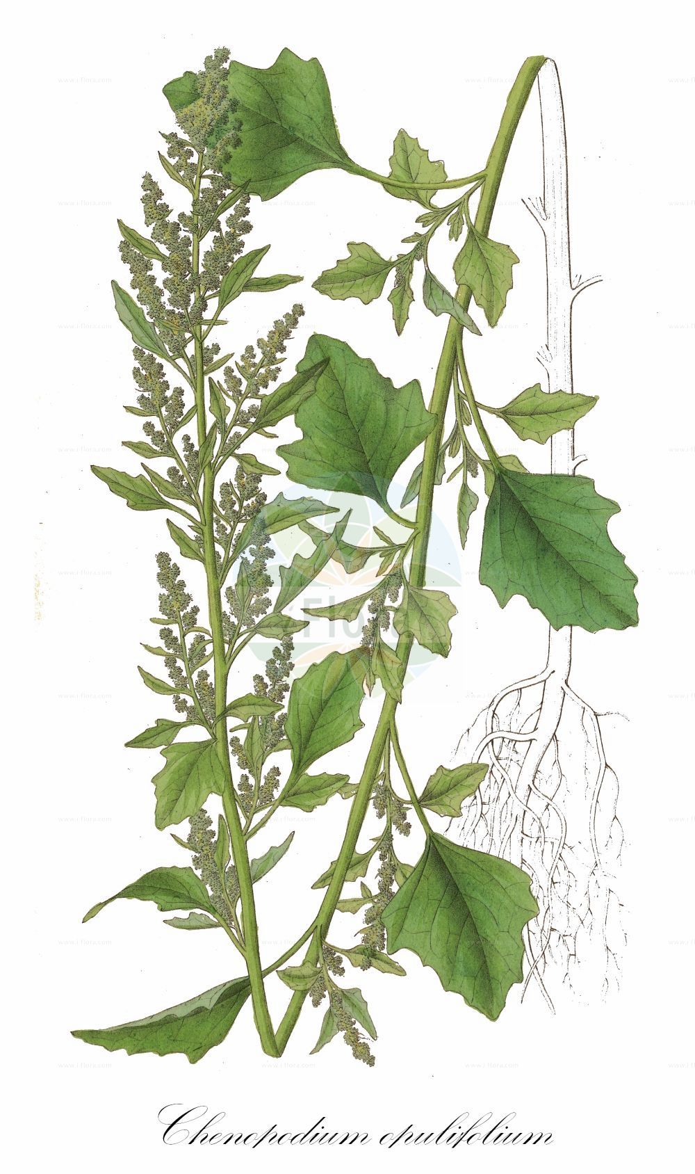 Historische Abbildung von Chenopodium opulifolium (Schneeballblättriger Gänsefuß - Grey Goosefoot). Das Bild zeigt Blatt, Bluete, Frucht und Same. ---- Historical Drawing of Chenopodium opulifolium (Schneeballblättriger Gänsefuß - Grey Goosefoot). The image is showing leaf, flower, fruit and seed.(Chenopodium opulifolium,Schneeballblättriger Gänsefuß,Grey Goosefoot,Chenopodium opulifolium,Schneeballblaettriger Gaensefuss,Grey Goosefoot,Seaport Goosefoot,Round-leaved Goosefoot,Chenopodium,Gänsefuß,Goosefoot,Amaranthaceae,Fuchsschwanzgewächse,Pigweed family,Blatt,Bluete,Frucht,Same,leaf,flower,fruit,seed,Dietrich (1833-1844))