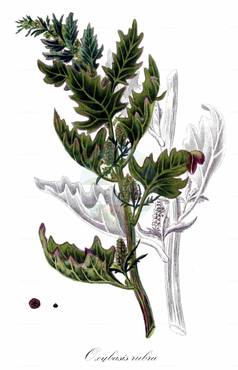 Historische Abbildung von Oxybasis rubra (Roter Gänsefuß - Red Goosefoot). Das Bild zeigt Blatt, Bluete, Frucht und Same. ---- Historical Drawing of Oxybasis rubra (Roter Gänsefuß - Red Goosefoot). The image is showing leaf, flower, fruit and seed.(Oxybasis rubra,Roter Gänsefuß,Red Goosefoot,Blitum rubrum,Chenopodium blitoides,Chenopodium rubrum,Oxybasis rubra,Roter Gaensefuss,Red Goosefoot,Coast Blite,Oxybasis,Amaranthaceae,Fuchsschwanzgewächse,Pigweed family,Blatt,Bluete,Frucht,Same,leaf,flower,fruit,seed,Kops (1800-1934))