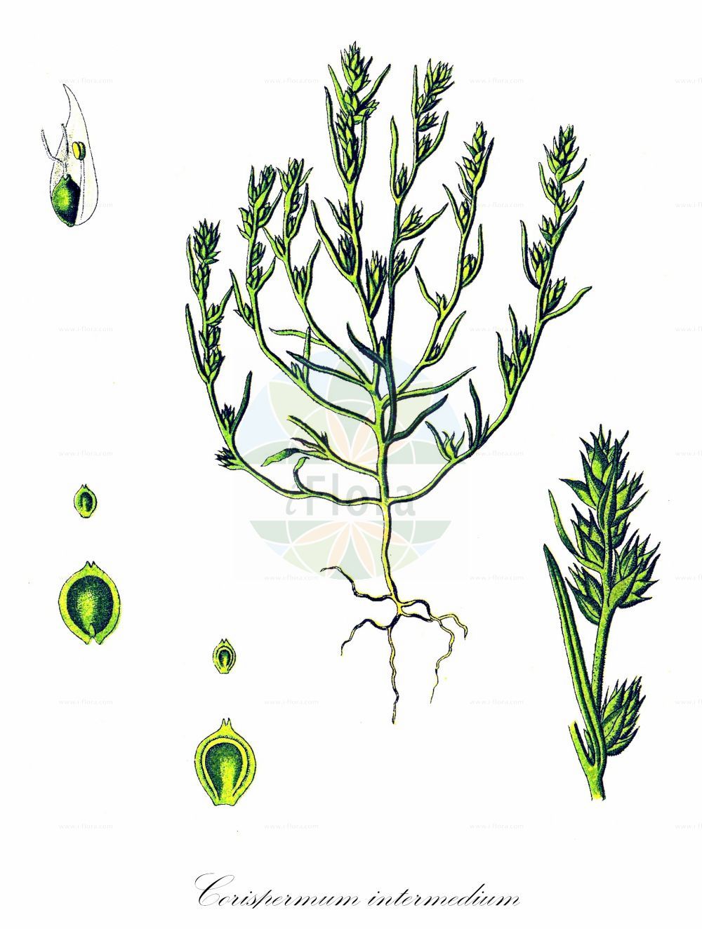 Historische Abbildung von Corispermum intermedium (Schmalflügeliger Wanzensame - Bugseed). Das Bild zeigt Blatt, Bluete, Frucht und Same. ---- Historical Drawing of Corispermum intermedium (Schmalflügeliger Wanzensame - Bugseed). The image is showing leaf, flower, fruit and seed.(Corispermum intermedium,Schmalflügeliger Wanzensame,Bugseed,Corispermum gallicum,Corispermum intermedium,Corispermum leptopterum,Corispermum pallasii,Schmalfluegeliger Wanzensame,Bugseed,Siberian Bugseed,Hyssop-leaved Tickseed,Corispermum,Wanzensame,Bugseed,Amaranthaceae,Fuchsschwanzgewächse,Pigweed family,Blatt,Bluete,Frucht,Same,leaf,flower,fruit,seed,Thomé (1885))