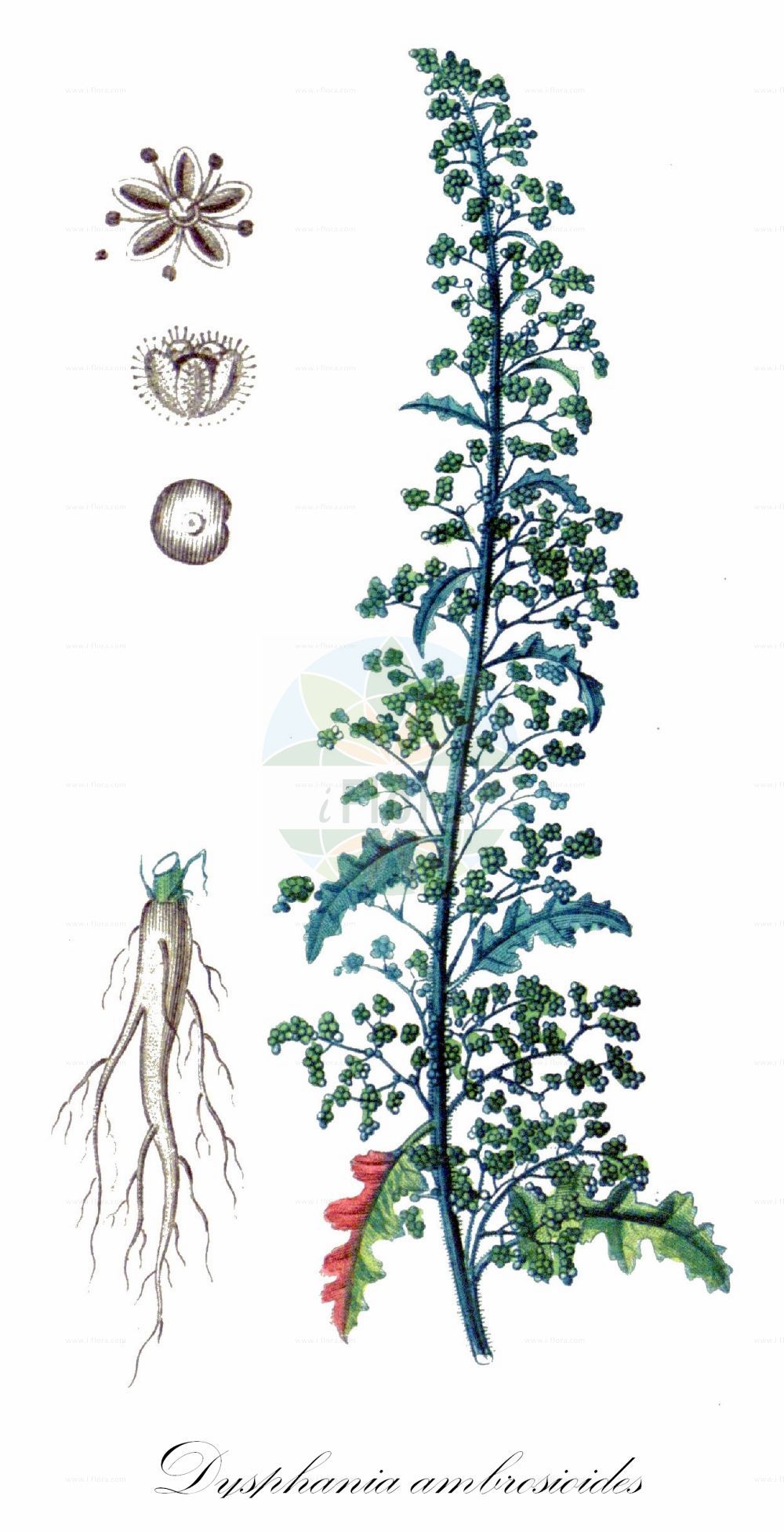 Historische Abbildung von Dysphania ambrosioides (Duft-Drüsengänsefuß - Mexican-tea). Das Bild zeigt Blatt, Bluete, Frucht und Same. ---- Historical Drawing of Dysphania ambrosioides (Duft-Drüsengänsefuß - Mexican-tea). The image is showing leaf, flower, fruit and seed.(Dysphania ambrosioides,Duft-Drüsengänsefuß,Mexican-tea,Chenopodium ambrosioides,Chenopodium integrifolium,Chenopodium suffruticosum,Dysphania ambrosioides,Duft-Druesengaensefuss,Duft-Gaensefuss,Mexikanischer Gaensefuss,Mexikanisches Teekraut,Taubenkrautaehnlicher Gaensefuss,Tee-Gaensefuss,Mexican-tea,Indian Goosefoot,Wormseed,Dysphania,Drüsengänsefuß,Goosefoot,Amaranthaceae,Fuchsschwanzgewächse,Pigweed family,Blatt,Bluete,Frucht,Same,leaf,flower,fruit,seed,Chaumeton (1814f))