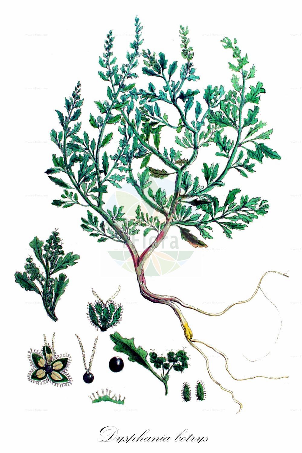 Historische Abbildung von Dysphania botrys (Klebriger Drüsengänsefuß - Sticky Goosefoot). Das Bild zeigt Blatt, Bluete, Frucht und Same. ---- Historical Drawing of Dysphania botrys (Klebriger Drüsengänsefuß - Sticky Goosefoot). The image is showing leaf, flower, fruit and seed.(Dysphania botrys,Klebriger Drüsengänsefuß,Sticky Goosefoot,Chenopodium botrys,Dysphania botrys,Klebriger Druesengaensefuss,Druesen-Gaensefuss,Klebriger Gaensefuss,Sticky Goosefoot,Jerusalem-oak Goosefoot,Dysphania,Drüsengänsefuß,Goosefoot,Amaranthaceae,Fuchsschwanzgewächse,Pigweed family,Blatt,Bluete,Frucht,Same,leaf,flower,fruit,seed,Kops (1800-1934))