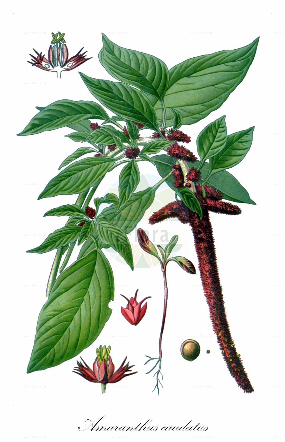 Historische Abbildung von Amaranthus caudatus. Das Bild zeigt Blatt, Bluete, Frucht und Same. ---- Historical Drawing of Amaranthus caudatus. The image is showing leaf, flower, fruit and seed.(Amaranthus caudatus,Amaranthus caudatus,Amaranthus mantegazzianus,Amaranthus maximus,Amaranthus,Fuchsschwanz,Pigweed,Amaranthaceae,Fuchsschwanzgewächse,Pigweed family,Blatt,Bluete,Frucht,Same,leaf,flower,fruit,seed,Step et al. (1896-1897))