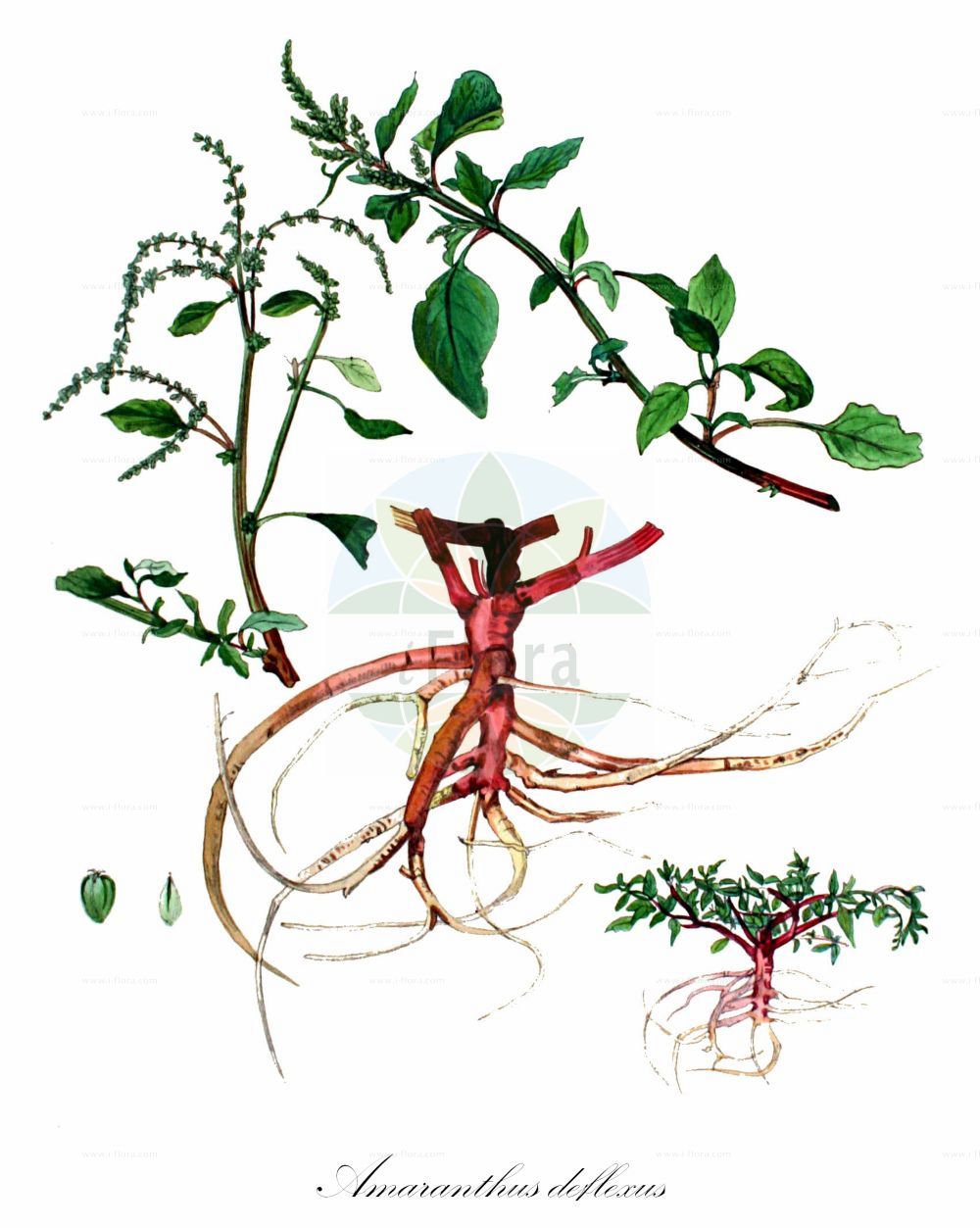 Historische Abbildung von Amaranthus deflexus (Liegender Fuchsschwanz - Perennial Pigweed). Das Bild zeigt Blatt, Bluete, Frucht und Same. ---- Historical Drawing of Amaranthus deflexus (Liegender Fuchsschwanz - Perennial Pigweed). The image is showing leaf, flower, fruit and seed.(Amaranthus deflexus,Liegender Fuchsschwanz,Perennial Pigweed,Albersia deflexa,Amaranthus deflexus,Amaranthus prostratus,Euxolus deflexus,Glomeraria deflexa,Liegender Fuchsschwanz,Herabgebogener Fuchsschwanz,Niederliegender Fuchsschwanz,Perennial Pigweed,Argentina Amaranth,Large-fruit Amaranth,Low Amaranth,Prostrate Amaranth,Spreading Amaranth,Amaranthus,Fuchsschwanz,Pigweed,Amaranthaceae,Fuchsschwanzgewächse,Pigweed family,Blatt,Bluete,Frucht,Same,leaf,flower,fruit,seed,Kops (1800-1934))