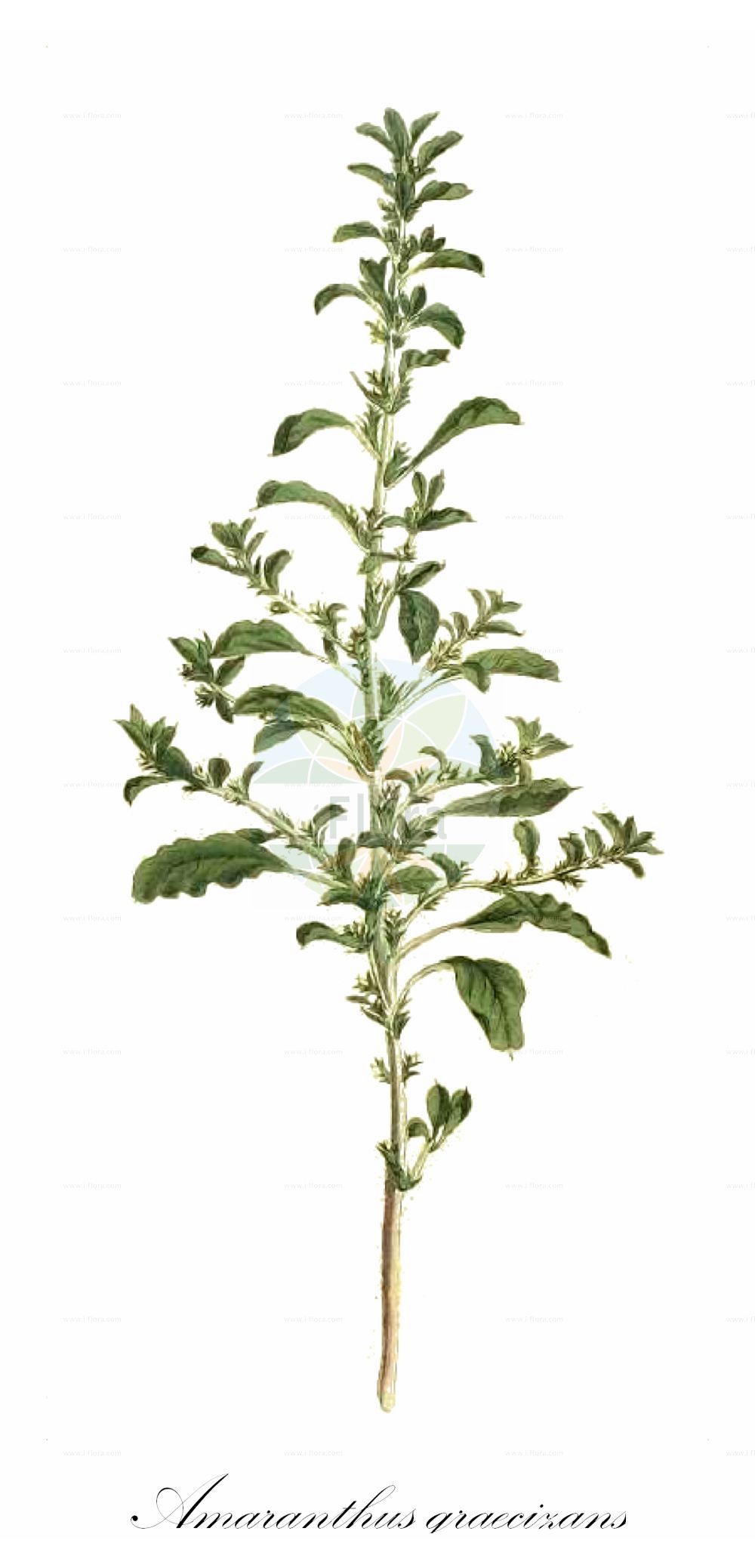 Historische Abbildung von Amaranthus graecizans (Griechischer Fuchsschwanz - Short-tepalled Pigweed). Das Bild zeigt Blatt, Bluete, Frucht und Same. ---- Historical Drawing of Amaranthus graecizans (Griechischer Fuchsschwanz - Short-tepalled Pigweed). The image is showing leaf, flower, fruit and seed.(Amaranthus graecizans,Griechischer Fuchsschwanz,Short-tepalled Pigweed,Amaranthus angustifolius,Amaranthus graecizans,Galliaria graecizans,Glomeraria graecizans,Griechischer Fuchsschwanz,Short-tepalled Pigweed,Mat Amaranth,Tumbleweed,Mediterranean Amaranth,Tumbling Pigweed,White Pigweed,Amaranthus,Fuchsschwanz,Pigweed,Amaranthaceae,Fuchsschwanzgewächse,Pigweed family,Blatt,Bluete,Frucht,Same,leaf,flower,fruit,seed,Willdenow (1790))