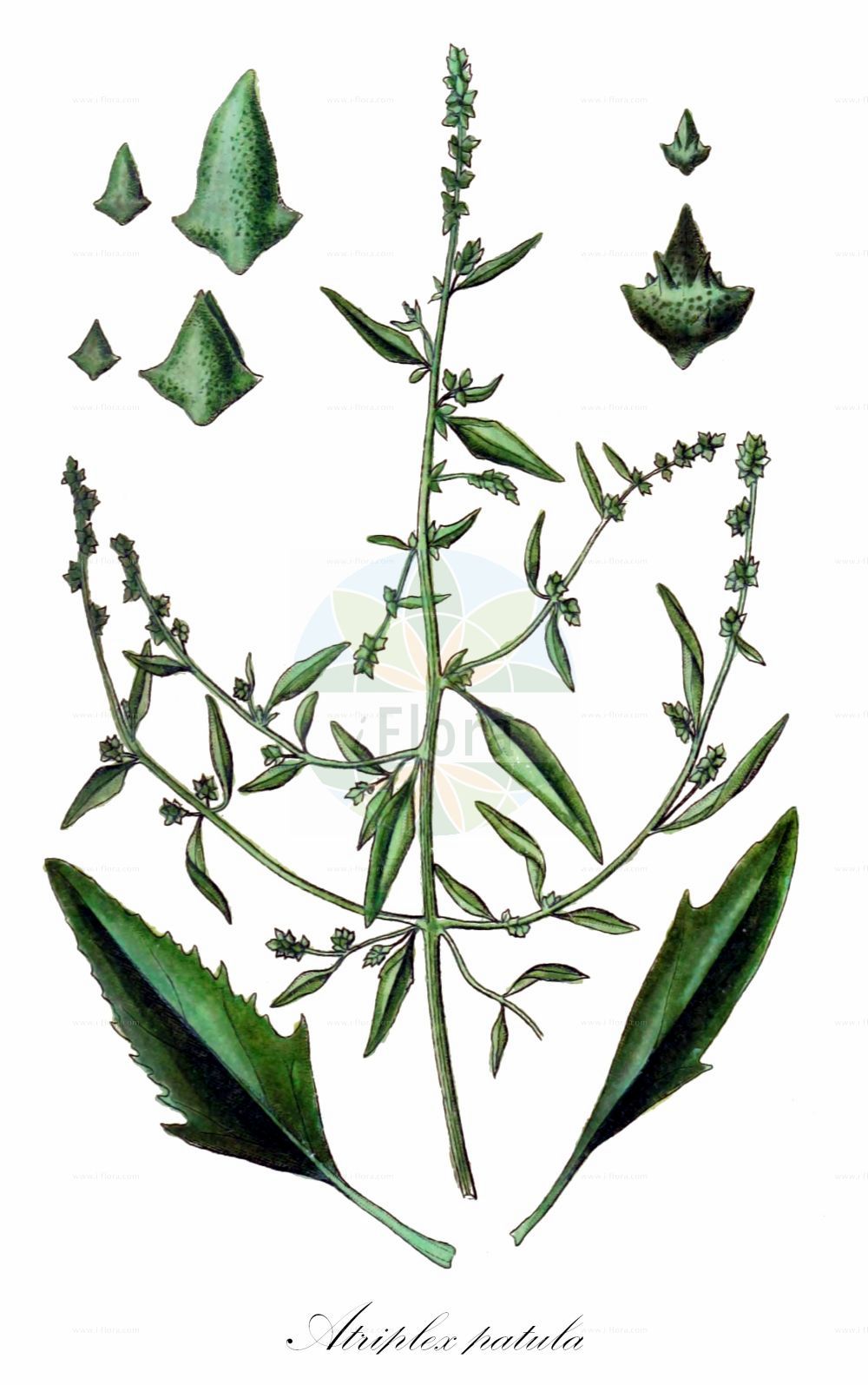 Historische Abbildung von Atriplex patula (Spreizende Melde - Common Orache). Das Bild zeigt Blatt, Bluete, Frucht und Same. ---- Historical Drawing of Atriplex patula (Spreizende Melde - Common Orache). The image is showing leaf, flower, fruit and seed.(Atriplex patula,Spreizende Melde,Common Orache,Atriplex amana,Atriplex angustifolia,Atriplex erecta,Atriplex macrodira,Atriplex patula,Atriplex patula subsp. producta,Spreizende Melde,Common Orache,Gmelin's Saltbush,Spear Saltbush,Halberdleaf Orache,Spreading Orache,Atriplex,Melde,Saltbush,Amaranthaceae,Fuchsschwanzgewächse,Pigweed family,Blatt,Bluete,Frucht,Same,leaf,flower,fruit,seed,Sturm (1796f))