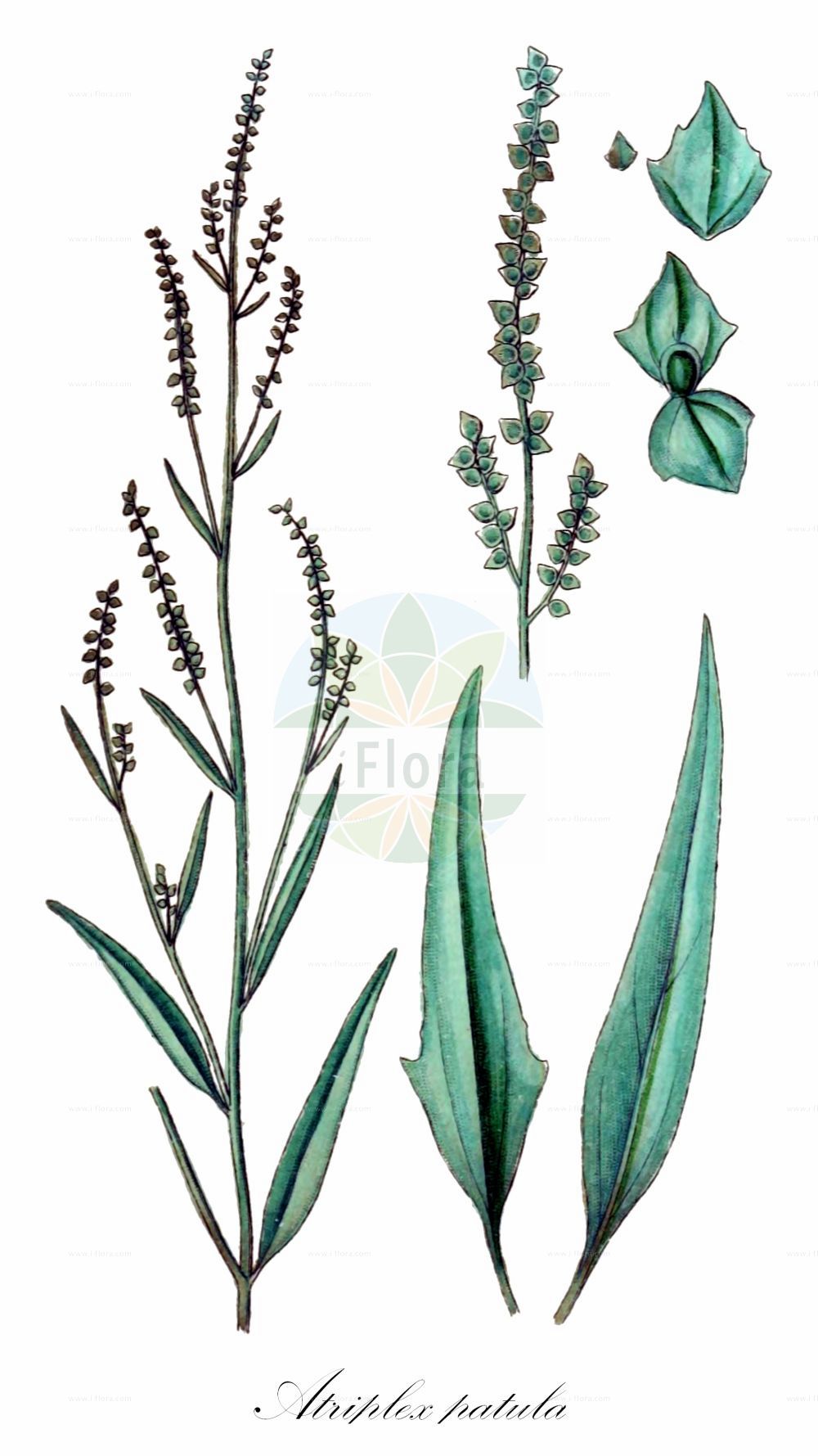 Historische Abbildung von Atriplex patula (Spreizende Melde - Common Orache). Das Bild zeigt Blatt, Bluete, Frucht und Same. ---- Historical Drawing of Atriplex patula (Spreizende Melde - Common Orache). The image is showing leaf, flower, fruit and seed.(Atriplex patula,Spreizende Melde,Common Orache,Atriplex amana,Atriplex angustifolia,Atriplex erecta,Atriplex macrodira,Atriplex patula,Atriplex patula subsp. producta,Spreizende Melde,Common Orache,Gmelin's Saltbush,Spear Saltbush,Halberdleaf Orache,Spreading Orache,Atriplex,Melde,Saltbush,Amaranthaceae,Fuchsschwanzgewächse,Pigweed family,Blatt,Bluete,Frucht,Same,leaf,flower,fruit,seed,Sturm (1796f))