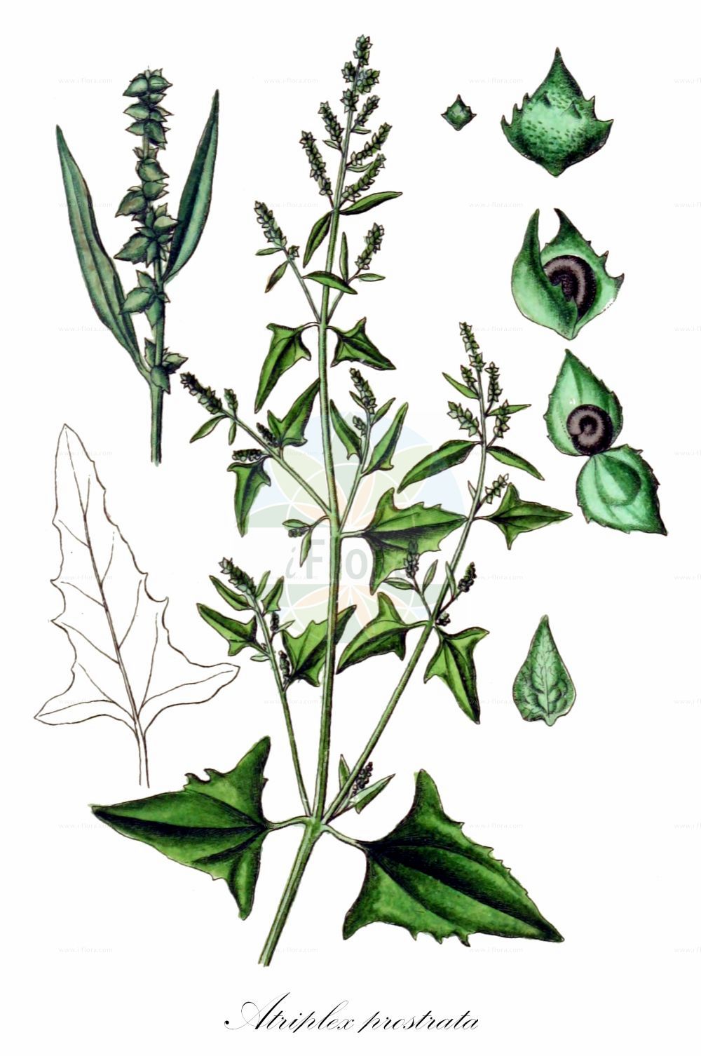 Historische Abbildung von Atriplex prostrata (Spieß-Melde - Spear-leaved Orache). Das Bild zeigt Blatt, Bluete, Frucht und Same. ---- Historical Drawing of Atriplex prostrata (Spieß-Melde - Spear-leaved Orache). The image is showing leaf, flower, fruit and seed.(Atriplex prostrata,Spieß-Melde,Spear-leaved Orache,Atriplex deltoidea,Atriplex latifolia,Atriplex oppositifolia,Atriplex platysepala,Atriplex polonica,Atriplex prostrata,Atriplex triangularis,Spiess-Melde,Spiessblaettrige Melde,Spear-leaved Orache,Hastate Orache,Halberd-leaf Orache,Thin-leaved Orache,Mountain Spinach,Triangle Orache,Wild Orache,Atriplex,Melde,Saltbush,Amaranthaceae,Fuchsschwanzgewächse,Pigweed family,Blatt,Bluete,Frucht,Same,leaf,flower,fruit,seed,Sturm (1796f))