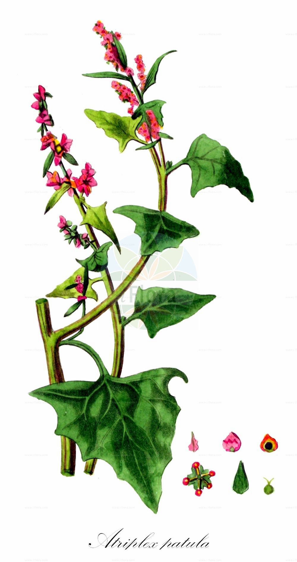 Historische Abbildung von Atriplex patula (Spreizende Melde - Common Orache). Das Bild zeigt Blatt, Bluete, Frucht und Same. ---- Historical Drawing of Atriplex patula (Spreizende Melde - Common Orache). The image is showing leaf, flower, fruit and seed.(Atriplex patula,Spreizende Melde,Common Orache,Atriplex amana,Atriplex angustifolia,Atriplex erecta,Atriplex macrodira,Atriplex patula,Atriplex patula subsp. producta,Spreizende Melde,Common Orache,Gmelin's Saltbush,Spear Saltbush,Halberdleaf Orache,Spreading Orache,Atriplex,Melde,Saltbush,Amaranthaceae,Fuchsschwanzgewächse,Pigweed family,Blatt,Bluete,Frucht,Same,leaf,flower,fruit,seed,Kops (1800-1934))