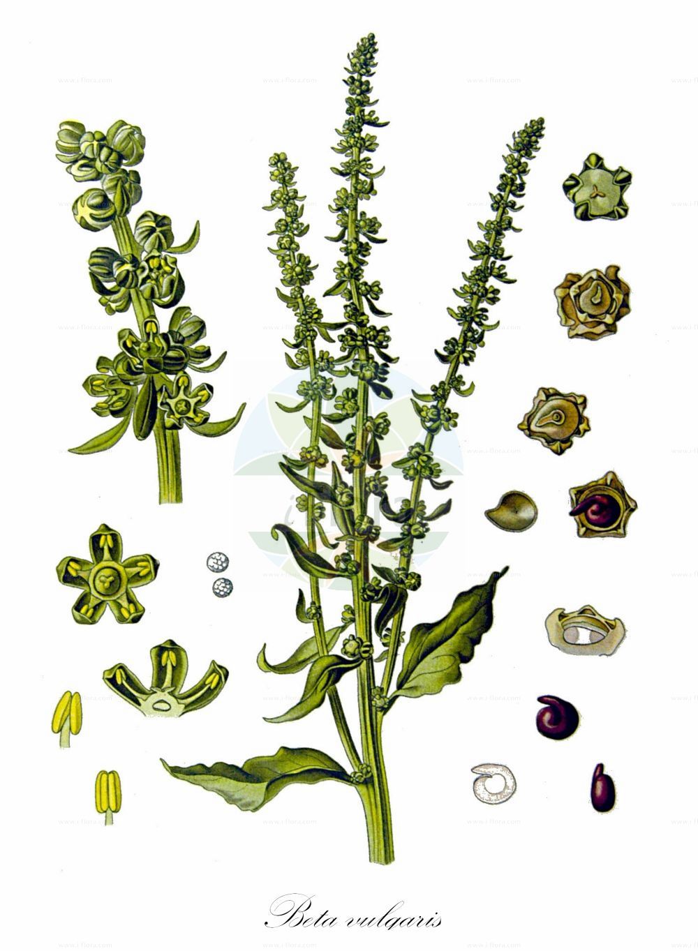 Historische Abbildung von Beta vulgaris subsp. vulgaris (Futter-Rübe - Root Beet). Das Bild zeigt Blatt, Bluete, Frucht und Same. ---- Historical Drawing of Beta vulgaris subsp. vulgaris (Futter-Rübe - Root Beet). The image is showing leaf, flower, fruit and seed.(Beta vulgaris subsp. vulgaris,Futter-Rübe,Root Beet,Beta vulgaris subsp. vulgaris,Futter-Ruebe,Rote Ruebe,Zuckerruebe,Root Beet,Beta,Rübe,Beet,Amaranthaceae,Fuchsschwanzgewächse,Pigweed family,Blatt,Bluete,Frucht,Same,leaf,flower,fruit,seed,Koehler (1883-1898))