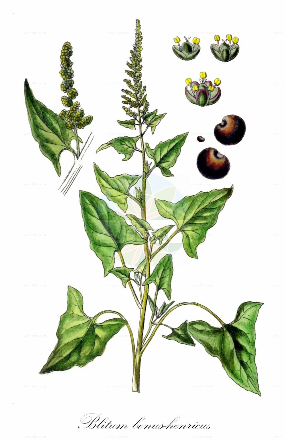 Historische Abbildung von Blitum bonus-henricus (Guter Heinrich - Good-King-Henry). Das Bild zeigt Blatt, Bluete, Frucht und Same. ---- Historical Drawing of Blitum bonus-henricus (Guter Heinrich - Good-King-Henry). The image is showing leaf, flower, fruit and seed.(Blitum bonus-henricus,Guter Heinrich,Good-King-Henry,Blitum bonus-henricus,Chenopodium bonus-henricus,Guter Heinrich,Good-King-Henry,Perennial Goosefoot,Blitum,Amaranthaceae,Fuchsschwanzgewächse,Pigweed family,Blatt,Bluete,Frucht,Same,leaf,flower,fruit,seed,Sturm (1796f))