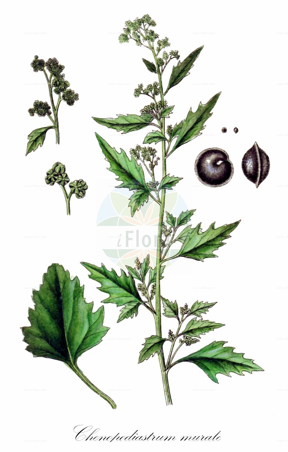 Historische Abbildung von Chenopodiastrum murale (Mauer-Gänsefuß - Nettle-leaved Goosefoot). Das Bild zeigt Blatt, Bluete, Frucht und Same. ---- Historical Drawing of Chenopodiastrum murale (Mauer-Gänsefuß - Nettle-leaved Goosefoot). The image is showing leaf, flower, fruit and seed.(Chenopodiastrum murale,Mauer-Gänsefuß,Nettle-leaved Goosefoot,Chenopodiastrum murale,Chenopodium murale,Mauer-Gaensefuss,Nettle-leaved Goosefoot,Nettle-leaf Goosefoot,Nettle-leaved Fat-Hen,Wall Goosefoot,Chenopodiastrum,Amaranthaceae,Fuchsschwanzgewächse,Pigweed family,Blatt,Bluete,Frucht,Same,leaf,flower,fruit,seed,Sturm (1796f))