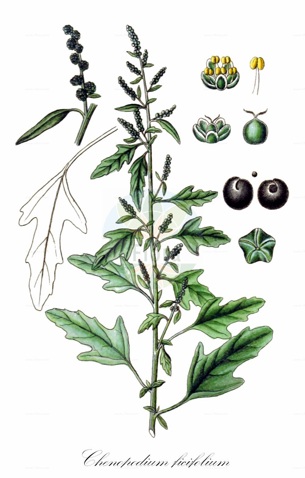 Historische Abbildung von Chenopodium ficifolium (Feigenblättriger Gänsefuß - Fig-leaved Goosefoot). Das Bild zeigt Blatt, Bluete, Frucht und Same. ---- Historical Drawing of Chenopodium ficifolium (Feigenblättriger Gänsefuß - Fig-leaved Goosefoot). The image is showing leaf, flower, fruit and seed.(Chenopodium ficifolium,Feigenblättriger Gänsefuß,Fig-leaved Goosefoot,Chenopodium ficifolium,Feigenblaettriger Gaensefuss,Fig-leaved Goosefoot,Figleaf Goosefoot,Chenopodium,Gänsefuß,Goosefoot,Amaranthaceae,Fuchsschwanzgewächse,Pigweed family,Blatt,Bluete,Frucht,Same,leaf,flower,fruit,seed,Sturm (1796f))