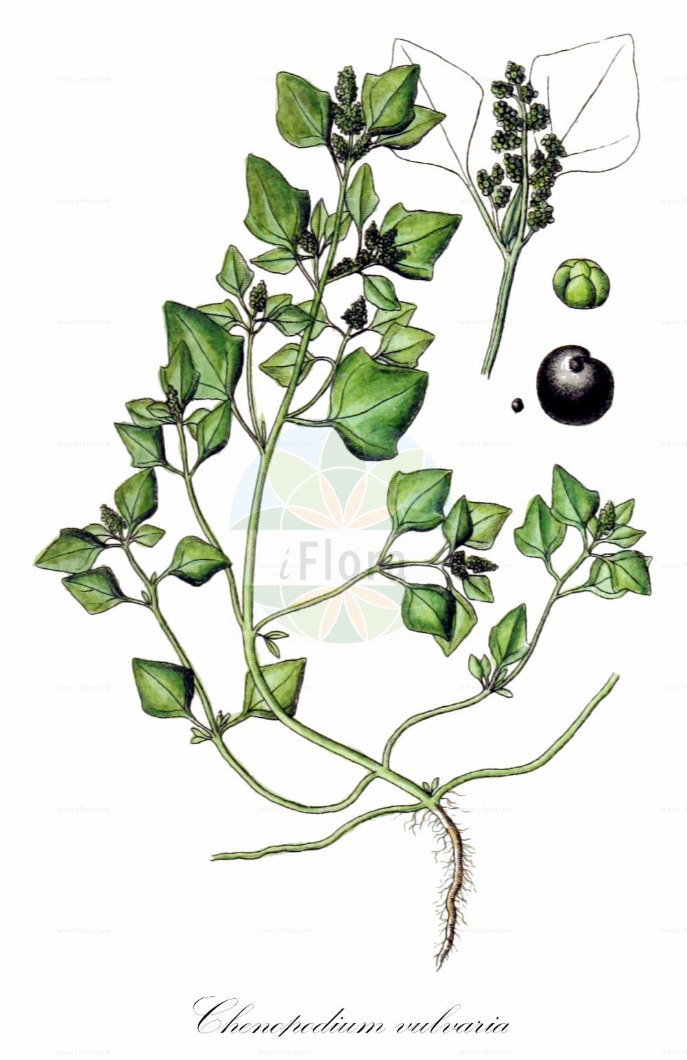 Historische Abbildung von Chenopodium vulvaria (Stinkender Gänsefuß - Stinking Goosefoot). Das Bild zeigt Blatt, Bluete, Frucht und Same. ---- Historical Drawing of Chenopodium vulvaria (Stinkender Gänsefuß - Stinking Goosefoot). The image is showing leaf, flower, fruit and seed.(Chenopodium vulvaria,Stinkender Gänsefuß,Stinking Goosefoot,Chenopodium foetidum,Chenopodium olidum,Chenopodium vulvaria,Stinkender Gaensefuss,Stinking Goosefoot,Chenopodium,Gänsefuß,Goosefoot,Amaranthaceae,Fuchsschwanzgewächse,Pigweed family,Blatt,Bluete,Frucht,Same,leaf,flower,fruit,seed,Sturm (1796f))