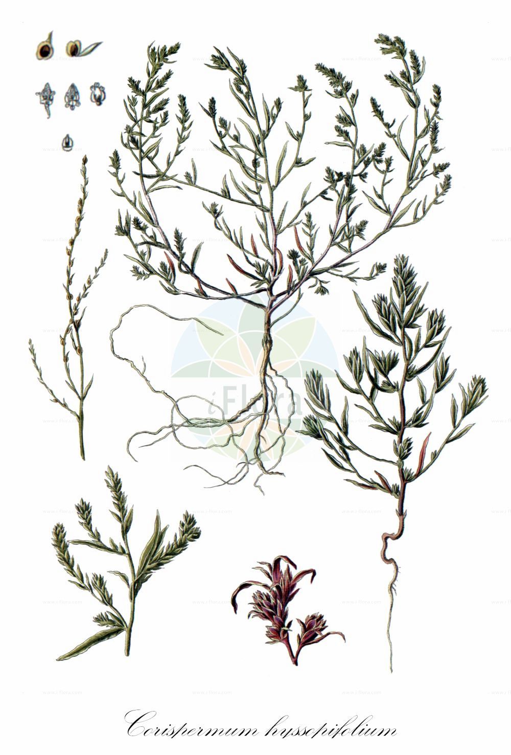 Historische Abbildung von Corispermum hyssopifolium. Das Bild zeigt Blatt, Bluete, Frucht und Same. ---- Historical Drawing of Corispermum hyssopifolium. The image is showing leaf, flower, fruit and seed.(Corispermum hyssopifolium,Corispermum czernjaevii,Corispermum glabratum,Corispermum hybridum,Corispermum hyssopifolium,Corispermum insulare,Corispermum,Wanzensame,Bugseed,Amaranthaceae,Fuchsschwanzgewächse,Pigweed family,Blatt,Bluete,Frucht,Same,leaf,flower,fruit,seed,Pallas (1784-1788))