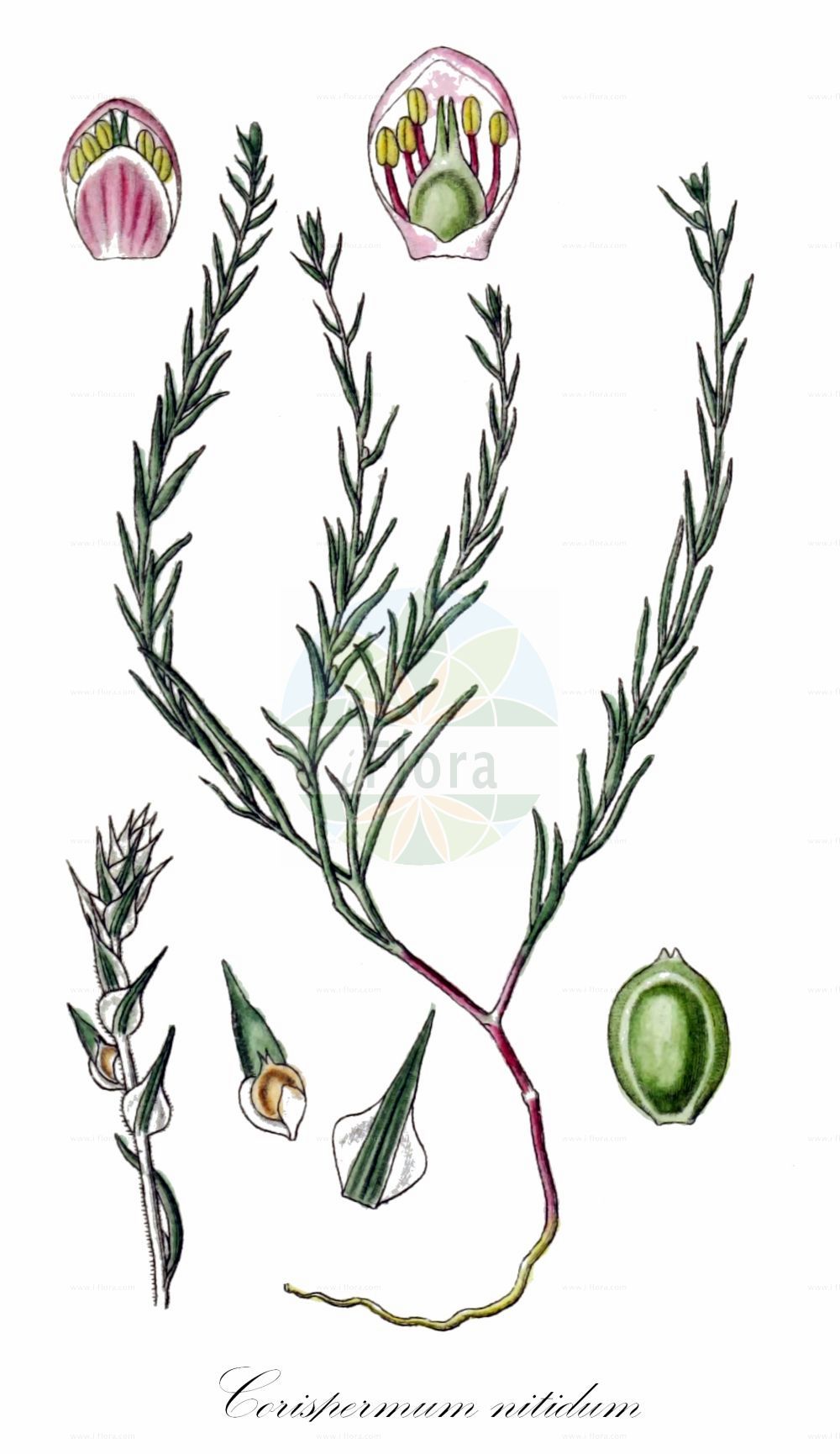 Historische Abbildung von Corispermum nitidum. Das Bild zeigt Blatt, Bluete, Frucht und Same. ---- Historical Drawing of Corispermum nitidum. The image is showing leaf, flower, fruit and seed.(Corispermum nitidum,Corispermum calvum,Corispermum nitidulum,Corispermum nitidum,Corispermum nitidum subsp. microspermum,Corispermum,Wanzensame,Bugseed,Amaranthaceae,Fuchsschwanzgewächse,Pigweed family,Blatt,Bluete,Frucht,Same,leaf,flower,fruit,seed,Sturm (1796f))