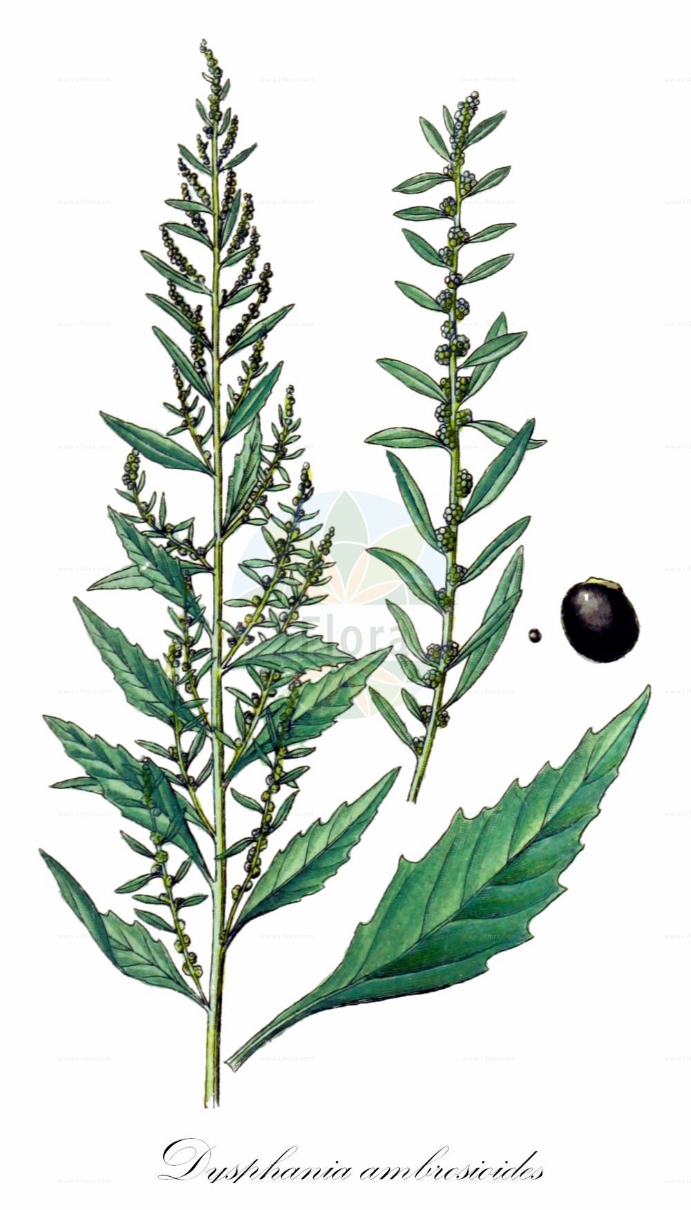 Historische Abbildung von Dysphania ambrosioides (Duft-Drüsengänsefuß - Mexican-tea). Das Bild zeigt Blatt, Bluete, Frucht und Same. ---- Historical Drawing of Dysphania ambrosioides (Duft-Drüsengänsefuß - Mexican-tea). The image is showing leaf, flower, fruit and seed.(Dysphania ambrosioides,Duft-Drüsengänsefuß,Mexican-tea,Chenopodium ambrosioides,Chenopodium integrifolium,Chenopodium suffruticosum,Dysphania ambrosioides,Duft-Druesengaensefuss,Duft-Gaensefuss,Mexikanischer Gaensefuss,Mexikanisches Teekraut,Taubenkrautaehnlicher Gaensefuss,Tee-Gaensefuss,Mexican-tea,Indian Goosefoot,Wormseed,Dysphania,Drüsengänsefuß,Goosefoot,Amaranthaceae,Fuchsschwanzgewächse,Pigweed family,Blatt,Bluete,Frucht,Same,leaf,flower,fruit,seed,Sturm (1796f))