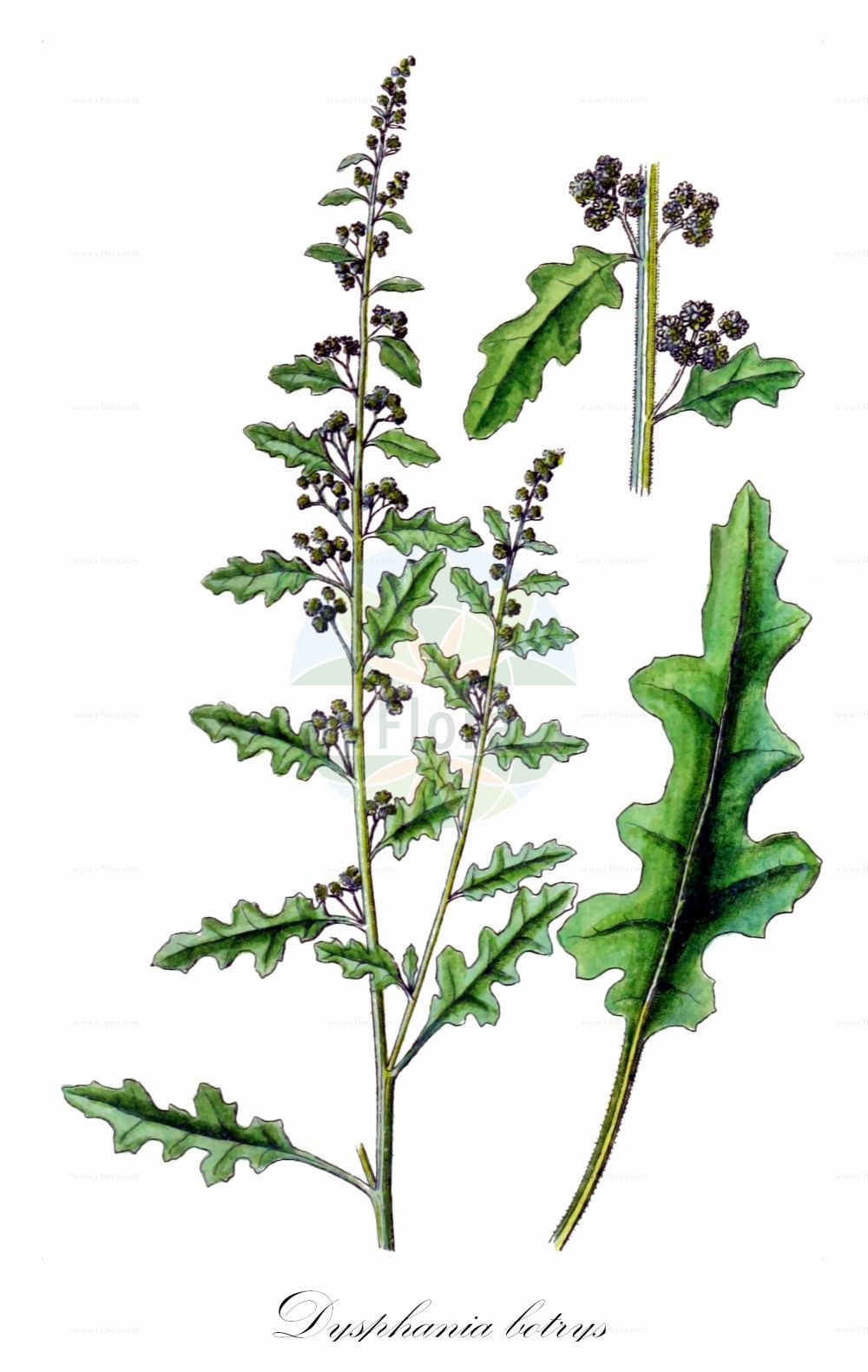 Historische Abbildung von Dysphania botrys (Klebriger Drüsengänsefuß - Sticky Goosefoot). Das Bild zeigt Blatt, Bluete, Frucht und Same. ---- Historical Drawing of Dysphania botrys (Klebriger Drüsengänsefuß - Sticky Goosefoot). The image is showing leaf, flower, fruit and seed.(Dysphania botrys,Klebriger Drüsengänsefuß,Sticky Goosefoot,Chenopodium botrys,Dysphania botrys,Klebriger Druesengaensefuss,Druesen-Gaensefuss,Klebriger Gaensefuss,Sticky Goosefoot,Jerusalem-oak Goosefoot,Dysphania,Drüsengänsefuß,Goosefoot,Amaranthaceae,Fuchsschwanzgewächse,Pigweed family,Blatt,Bluete,Frucht,Same,leaf,flower,fruit,seed,Sturm (1796f))