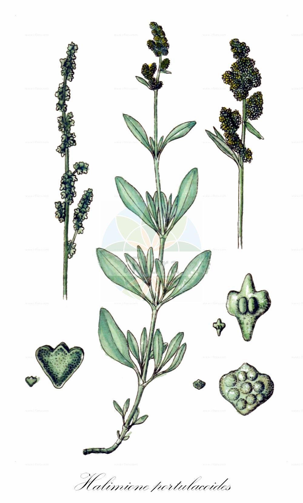 Historische Abbildung von Halimione portulacoides (Portulak-Keilmelde - Sea-purslane). Das Bild zeigt Blatt, Bluete, Frucht und Same. ---- Historical Drawing of Halimione portulacoides (Portulak-Keilmelde - Sea-purslane). The image is showing leaf, flower, fruit and seed.(Halimione portulacoides,Portulak-Keilmelde,Sea-purslane,Atriplex portulacoides,Halimione portulacoides,Obione portulacoides,Portulak-Keilmelde,Sea-purslane,Halimione,Keilmelde,Amaranthaceae,Fuchsschwanzgewächse,Pigweed family,Blatt,Bluete,Frucht,Same,leaf,flower,fruit,seed,Sturm (1796f))