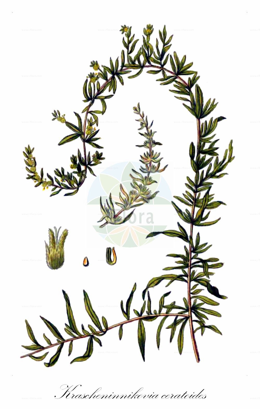 Historische Abbildung von Krascheninnikovia ceratoides. Das Bild zeigt Blatt, Bluete, Frucht und Same. ---- Historical Drawing of Krascheninnikovia ceratoides. The image is showing leaf, flower, fruit and seed.(Krascheninnikovia ceratoides,Axyris ceratoides,Ceratoides latens,Ceratoides papposa,Eurotia ceratoides,Eurotia ferruginea,Eurotia lenensis,Krascheninnikovia ceratoides,Krascheninnikovia lenensis,Krascheninnikovia,Amaranthaceae,Fuchsschwanzgewächse,Pigweed family,Blatt,Bluete,Frucht,Same,leaf,flower,fruit,seed,Gesellschaft Kraeuterkenner (1778-1794))