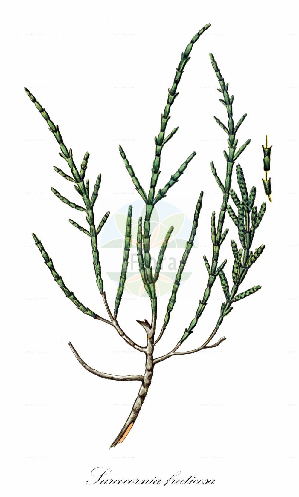 Historische Abbildung von Sarcocornia fruticosa. Das Bild zeigt Blatt, Bluete, Frucht und Same. ---- Historical Drawing of Sarcocornia fruticosa. The image is showing leaf, flower, fruit and seed.(Sarcocornia fruticosa,Arthrocnemum fruticosum,Salicornia anceps,Salicornia deserticola,Salicornia mucronata,Sarcocornia fruticosa,Salicornia fruticosa,Sarcocornia,Amaranthaceae,Fuchsschwanzgewächse,Pigweed family,Blatt,Bluete,Frucht,Same,leaf,flower,fruit,seed,Bonelli (1771-1793))