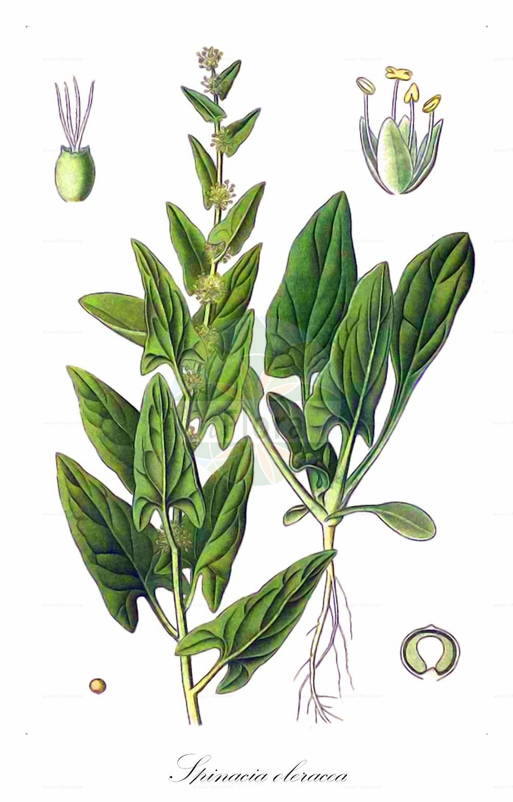 Historische Abbildung von Spinacia oleracea (Spinach). Das Bild zeigt Blatt, Bluete, Frucht und Same. ---- Historical Drawing of Spinacia oleracea (Spinach). The image is showing leaf, flower, fruit and seed.(Spinacia oleracea,Spinach,Spinacia glabra,Spinacia inermis,Spinacia oleracea,Spinacia spinosa,Spinacia,Amaranthaceae,Fuchsschwanzgewächse,Pigweed family,Blatt,Bluete,Frucht,Same,leaf,flower,fruit,seed,Masclef (1890-1893))