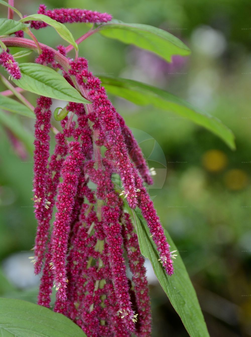 Foto von Amaranthus caudatus. Das Bild zeigt Blatt und Bluete. Das Foto wurde in Münster, Nordrhein-Westfalen, Deutschland aufgenommen. ---- Photo of Amaranthus caudatus. The image is showing leaf and flower. The picture was taken in Muenster, North Rhine-Westphalia, Germany.(Amaranthus caudatus,Amaranthus caudatus,Amaranthus mantegazzianus,Amaranthus maximus,Amaranthus,Fuchsschwanz,Pigweed,Amaranthaceae,Fuchsschwanzgewächse,Pigweed family,Blatt,Bluete,leaf,flower)