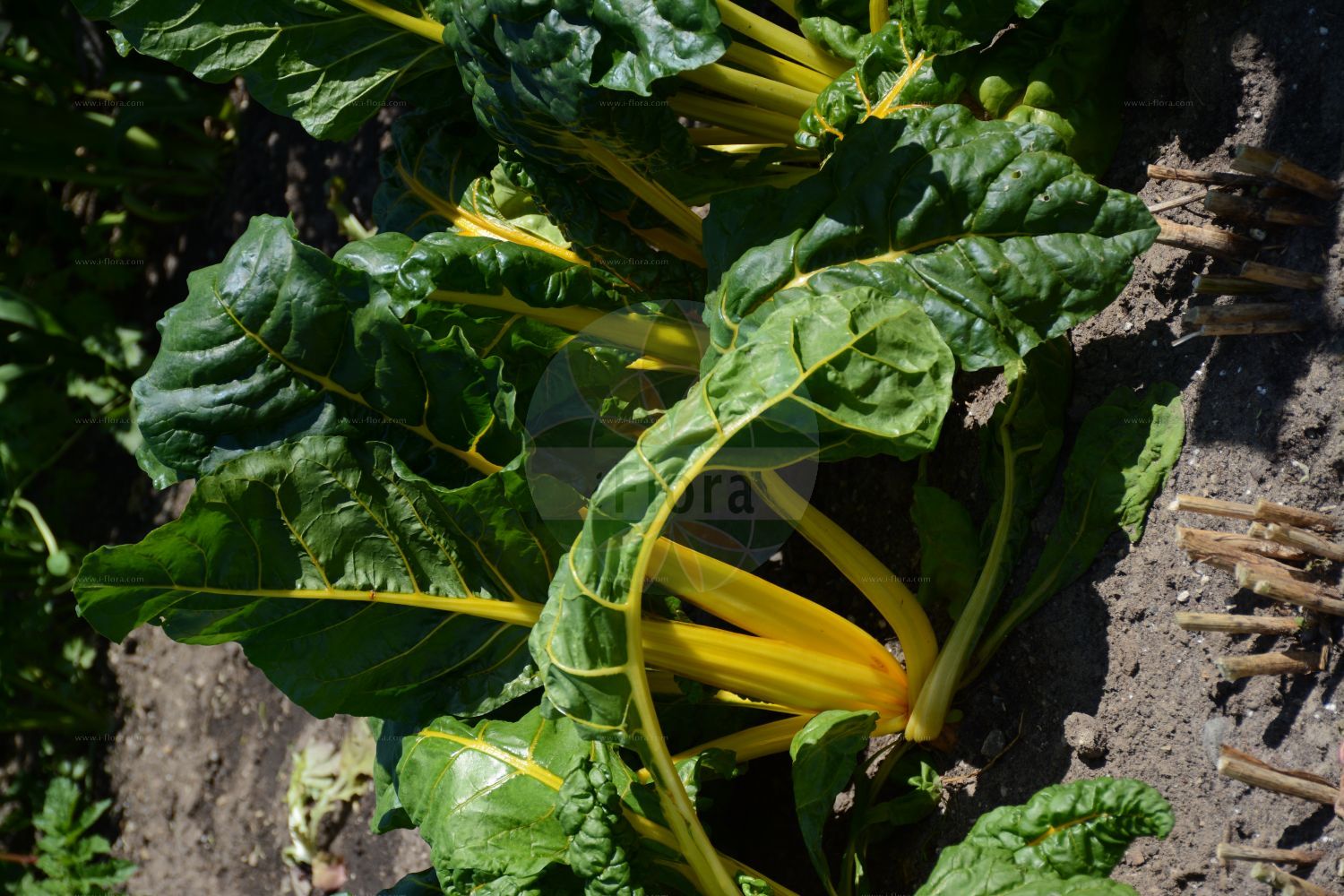 Foto von Beta vulgaris (Futter-Rübe - Beet). Das Bild zeigt Blatt. Das Foto wurde in Osnabrück, Niedersachsen, Deutschland aufgenommen. ---- Photo of Beta vulgaris (Futter-Rübe - Beet). The image is showing leaf. The picture was taken in Osnabrueck, Lower Saxony, Germany.(Beta vulgaris,Futter-Rübe,Beet,Beta cicla,Beta crispa,Beta esculenta,Beta sulcata,Beta vulgaris,Beta vulgaris subsp. esculenta,Futter-Ruebe,Beta-Ruebe,Gewoehnliche Ruebe,Mangold,Runkelruebe,Beet,Common Beet,Beet & Sea Beet,Beta,Rübe,Beet,Amaranthaceae,Fuchsschwanzgewächse,Pigweed family,Blatt,leaf)