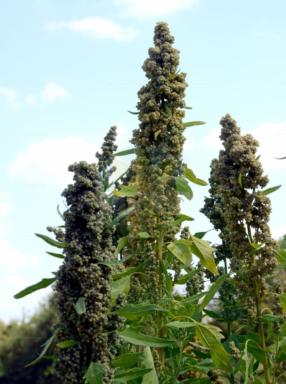 Foto von Chenopodium quinoa. Das Bild zeigt Blatt, Bluete und Frucht. Das Foto wurde in Würzburg, Bayern, Deutschland aufgenommen. ---- Photo of Chenopodium quinoa. The image is showing leaf, flower and fruit. The picture was taken in Wuerzburg, Bayern, Germany.(Chenopodium quinoa,Chenopodium quinoa,Chenopodium,Gänsefuß,Goosefoot,Amaranthaceae,Fuchsschwanzgewächse,Pigweed family,Blatt,Bluete,Frucht,leaf,flower,fruit)