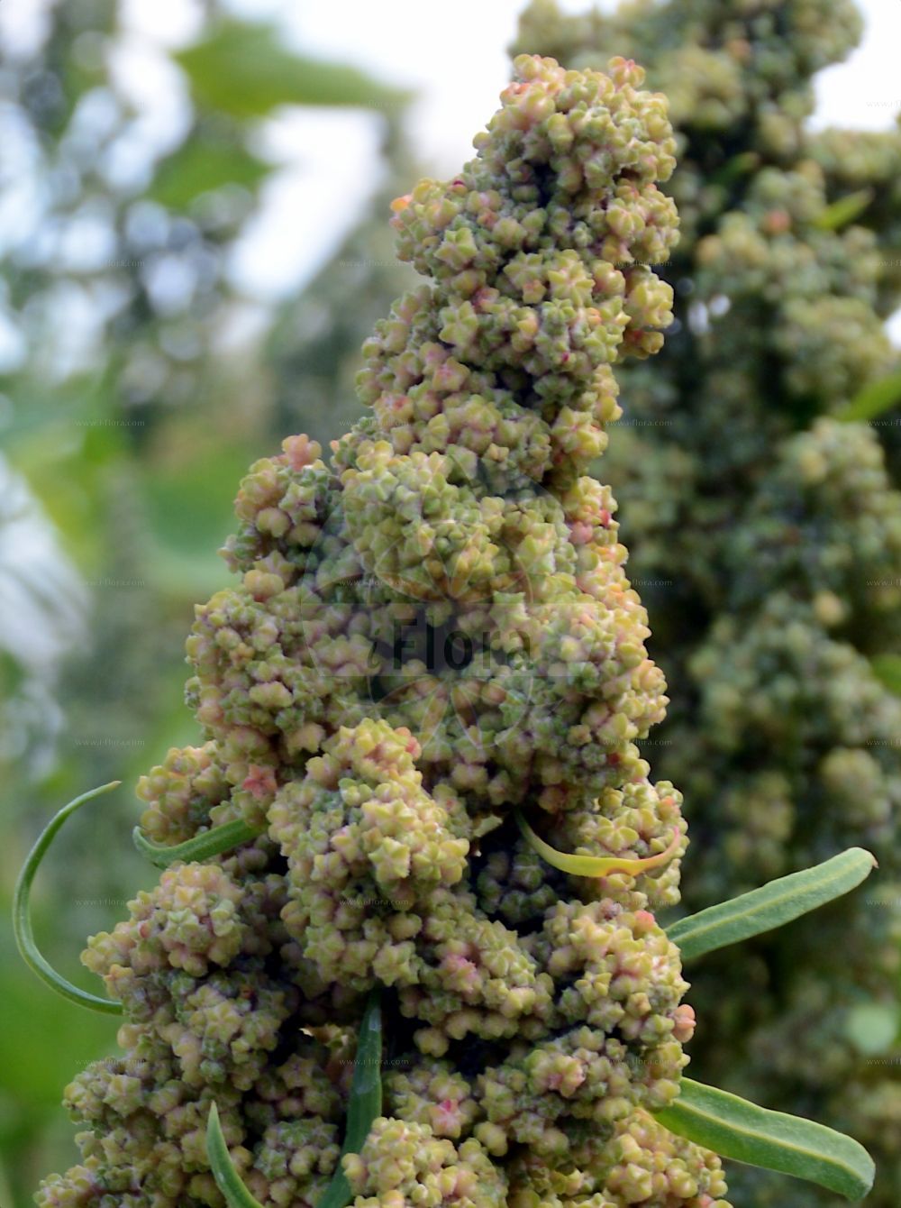 Foto von Chenopodium quinoa. Das Bild zeigt Bluete und Frucht. Das Foto wurde in Würzburg, Bayern, Deutschland aufgenommen. ---- Photo of Chenopodium quinoa. The image is showing flower and fruit. The picture was taken in Wuerzburg, Bayern, Germany.(Chenopodium quinoa,Chenopodium quinoa,Chenopodium,Gänsefuß,Goosefoot,Amaranthaceae,Fuchsschwanzgewächse,Pigweed family,Bluete,Frucht,flower,fruit)