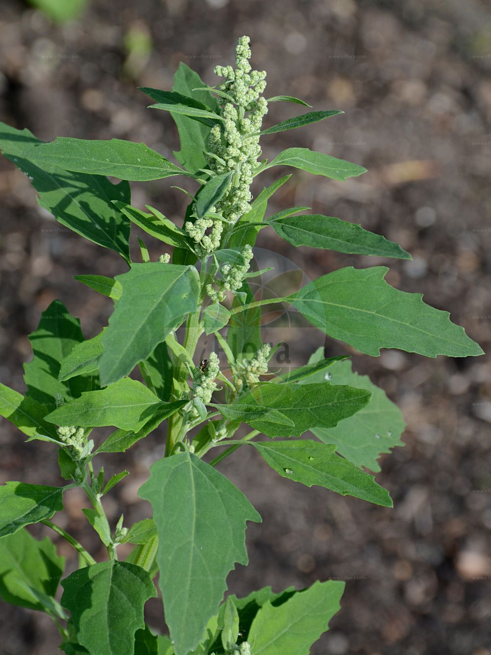 Foto von Chenopodium album (Weißer Gänsefuß - Fat-hen). Das Foto wurde in Bremen, Deutschland aufgenommen. ---- Photo of Chenopodium album (Weißer Gänsefuß - Fat-hen). The picture was taken in Bremen, Germany.(Chenopodium album,Weißer Gänsefuß,Fat-hen,Chenopodium album,Chenopodium diversifolium,Chenopodium glomerulosum,Chenopodium griseochlorinum,Chenopodium lanceolatum,Chenopodium neoalbum,Chenopodium paganum,Chenopodium reticulatum,Chenopodium viride,Chenopodium viridescens,Weisser Gaensefuss,Fat-hen,Common Lambsquarters,Lambsquarters,Green Pigweed,Pigweed,White Goosefoot,Chenopodium,Gänsefuß,Goosefoot,Amaranthaceae,Fuchsschwanzgewächse,Pigweed family)