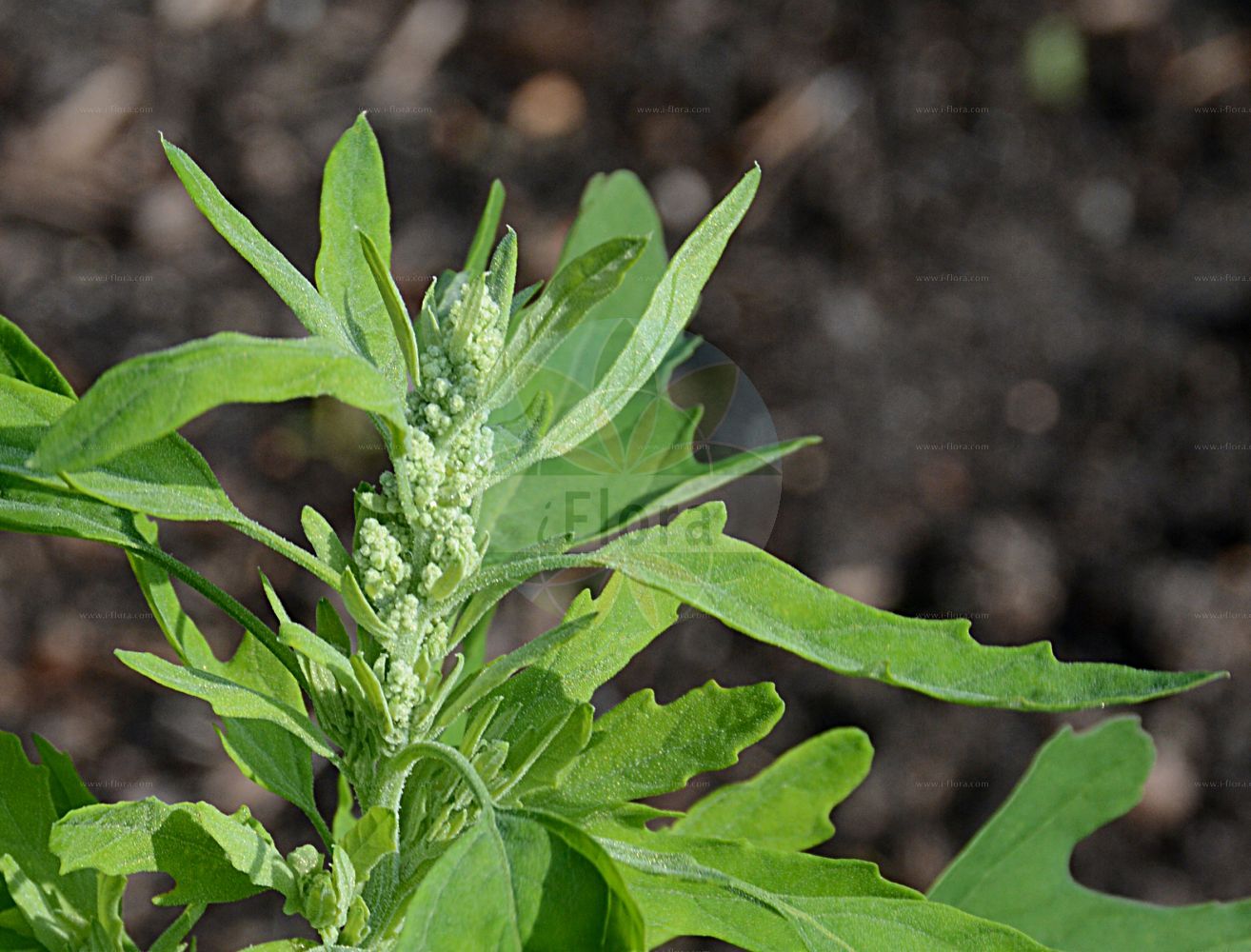 Foto von Chenopodium ficifolium (Feigenblättriger Gänsefuß - Fig-leaved Goosefoot). Das Foto wurde in Bremen, Deutschland aufgenommen. ---- Photo of Chenopodium ficifolium (Feigenblättriger Gänsefuß - Fig-leaved Goosefoot). The picture was taken in Bremen, Germany.(Chenopodium ficifolium,Feigenblättriger Gänsefuß,Fig-leaved Goosefoot,Chenopodium ficifolium,Feigenblaettriger Gaensefuss,Fig-leaved Goosefoot,Figleaf Goosefoot,Chenopodium,Gänsefuß,Goosefoot,Amaranthaceae,Fuchsschwanzgewächse,Pigweed family)