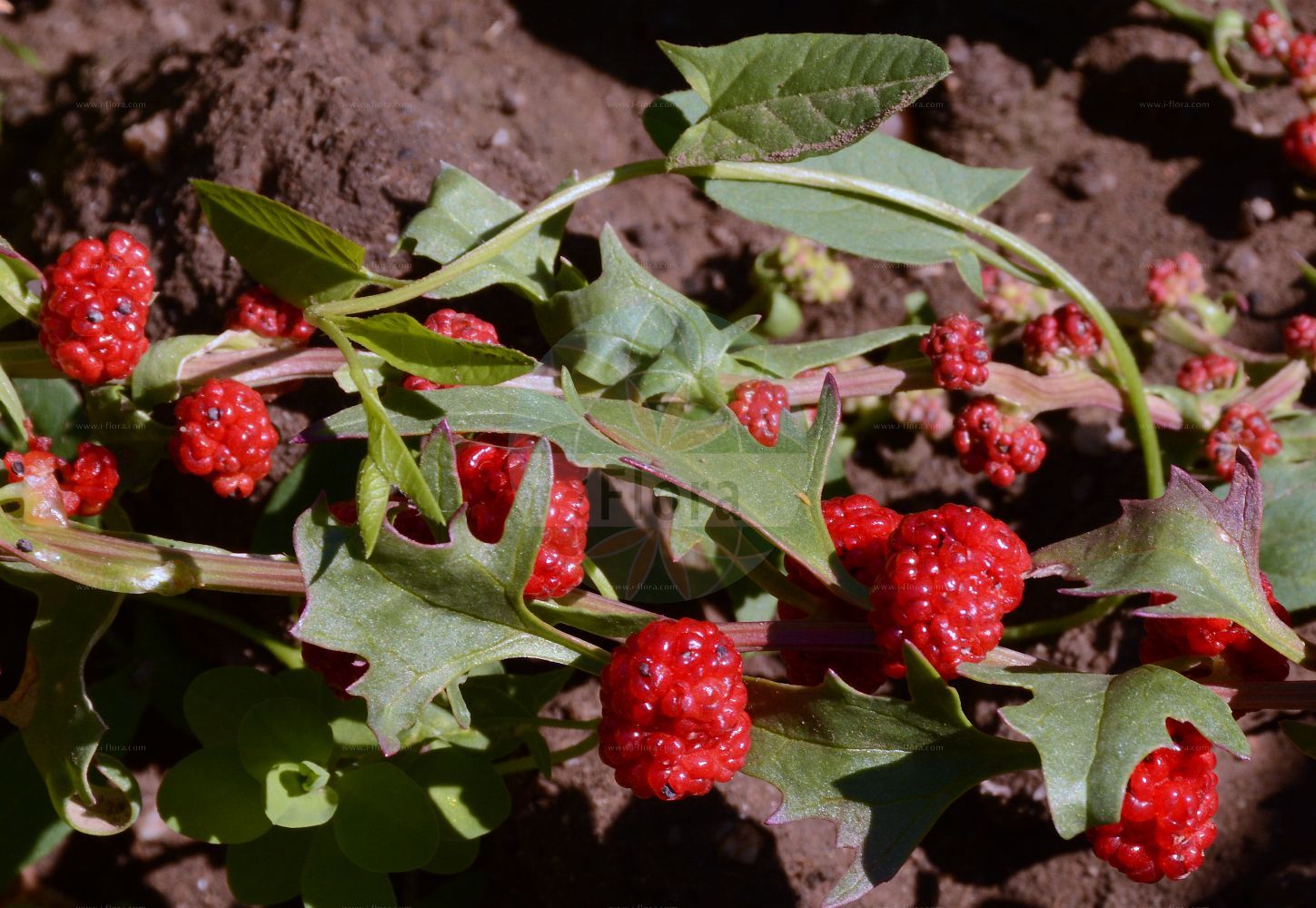 Foto von Blitum virgatum (Echter Erdbeerspinat - Strawberry Goosefoot). Das Foto wurde in Mainz, Rheinland-Pfalz, Deutschland aufgenommen. ---- Photo of Blitum virgatum (Echter Erdbeerspinat - Strawberry Goosefoot). The picture was taken in Mainz, Rhineland-Palatinate, Germany.(Blitum virgatum,Echter Erdbeerspinat,Strawberry Goosefoot,Blitum virgatum,Chenopodium foliosum,Chenopodium virgatum,Morocarpus foliosus,Echter Erdbeerspinat,Durchblaetterter Gaensefuss,Strawberry Goosefoot,Strawberry Blite,Leafy Goosefoot,Blitum,Amaranthaceae,Fuchsschwanzgewächse,Pigweed family)
