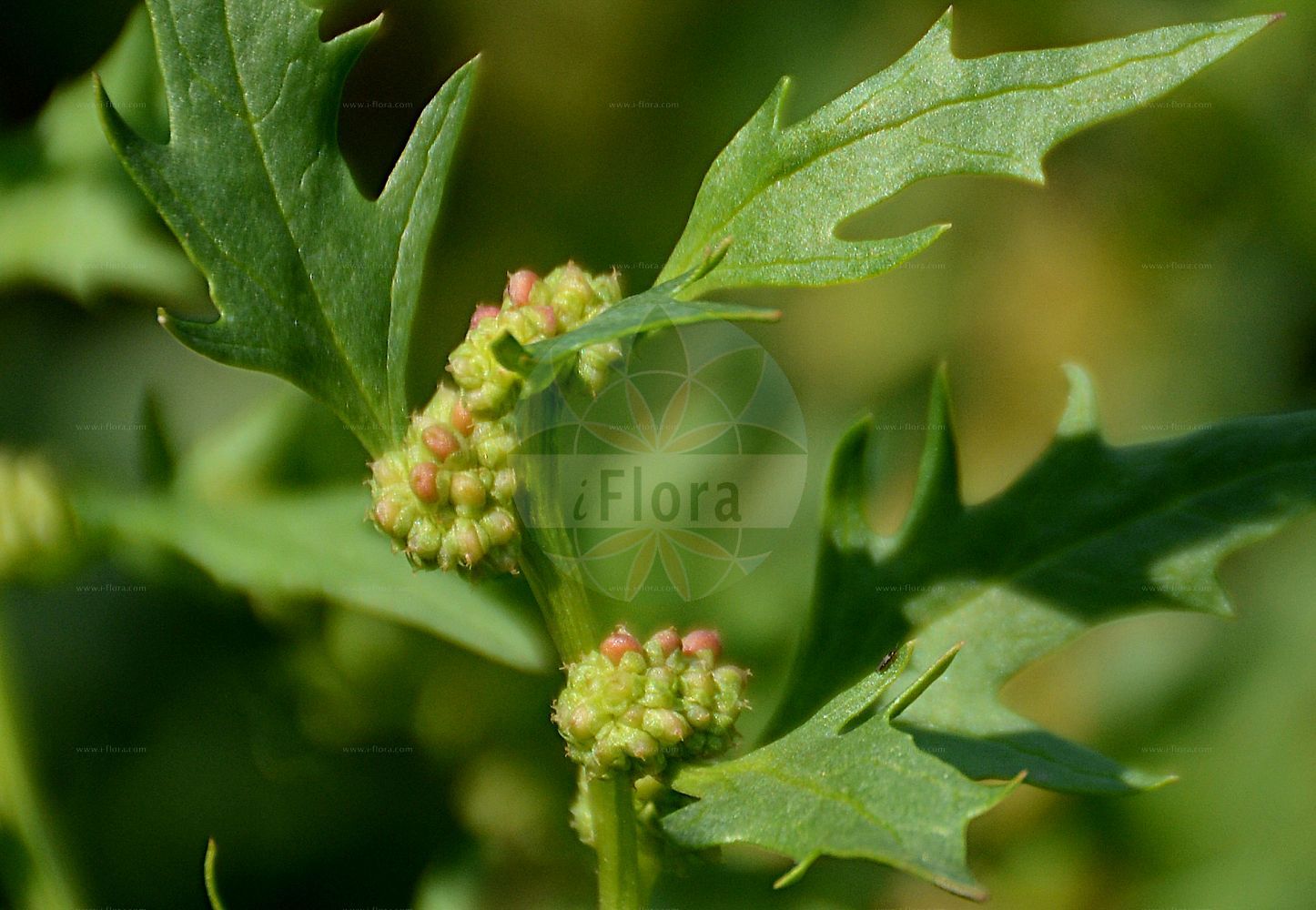 Foto von Blitum virgatum (Echter Erdbeerspinat - Strawberry Goosefoot). ---- Photo of Blitum virgatum (Echter Erdbeerspinat - Strawberry Goosefoot).(Blitum virgatum,Echter Erdbeerspinat,Strawberry Goosefoot,Blitum virgatum,Chenopodium foliosum,Chenopodium virgatum,Morocarpus foliosus,Echter Erdbeerspinat,Durchblaetterter Gaensefuss,Strawberry Goosefoot,Strawberry Blite,Leafy Goosefoot,Blitum,Amaranthaceae,Fuchsschwanzgewächse,Pigweed family)